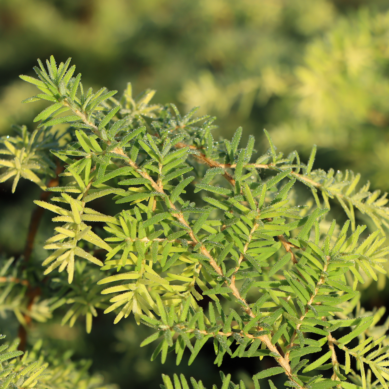 Tsuga heterophylla