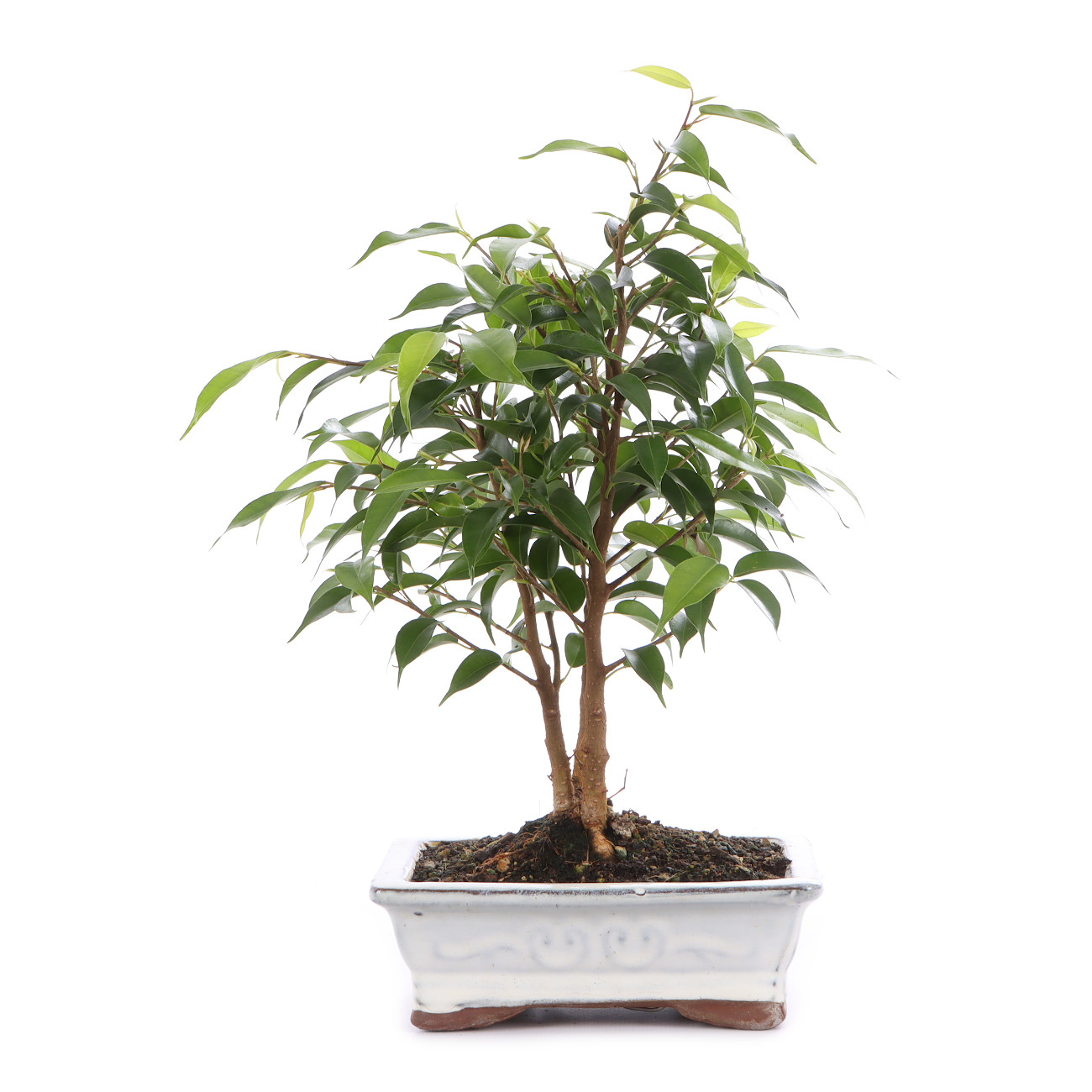 Ficus benjamina 'Natasja'