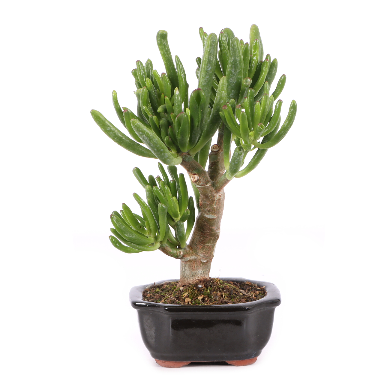 Crassula ovata 'Horn Tree'