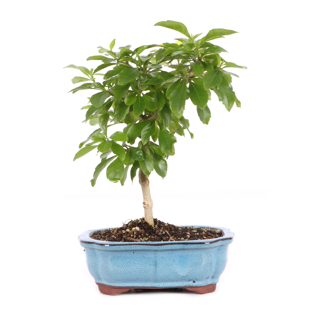 Duranta erecta