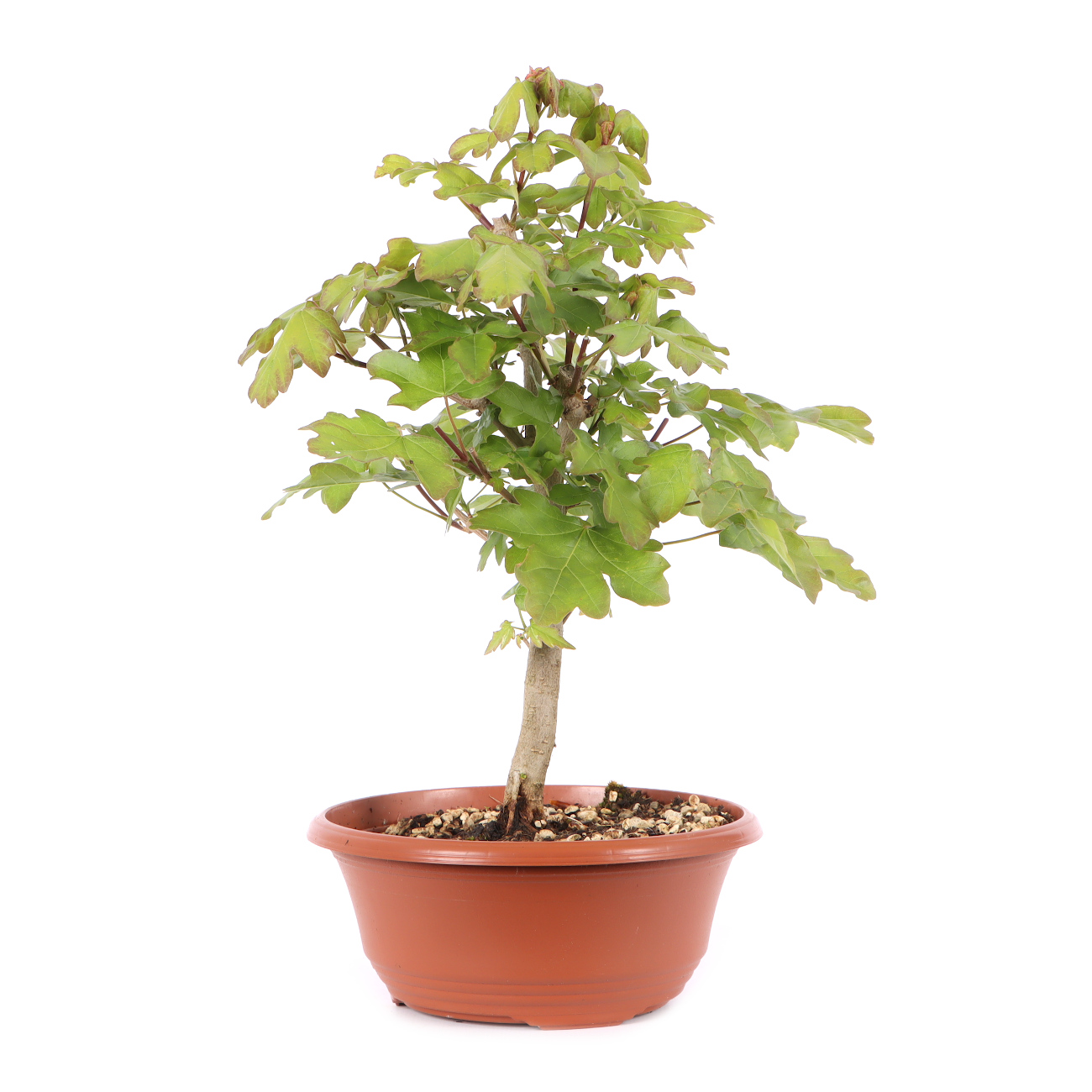 Acer campestre
