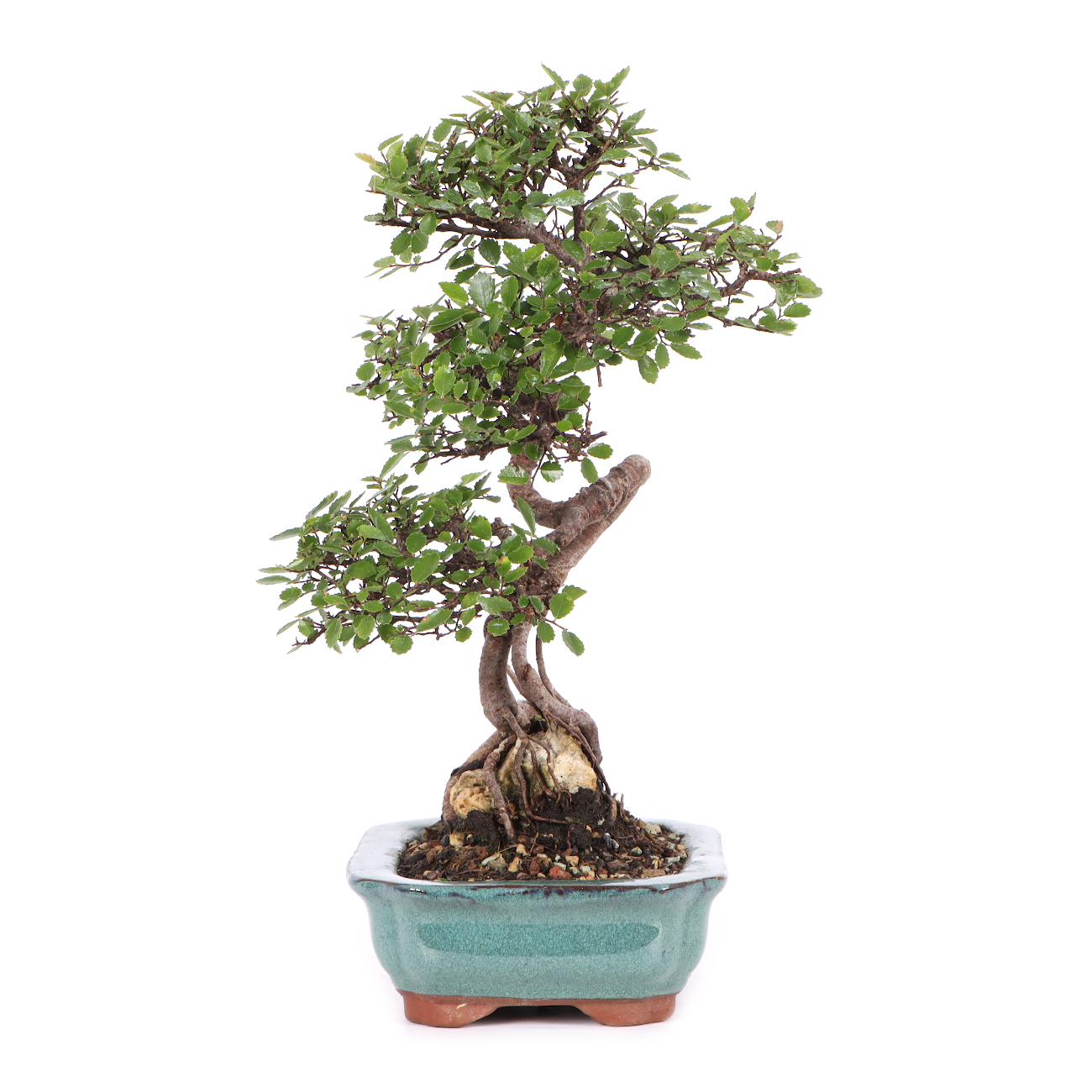 Ulmus parvifolia