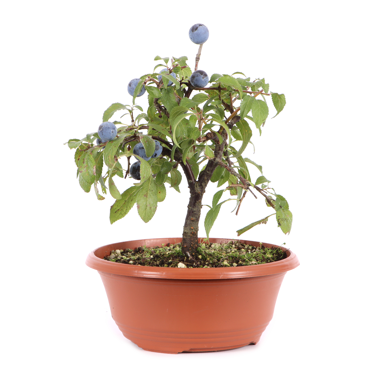 Prunus spinosa