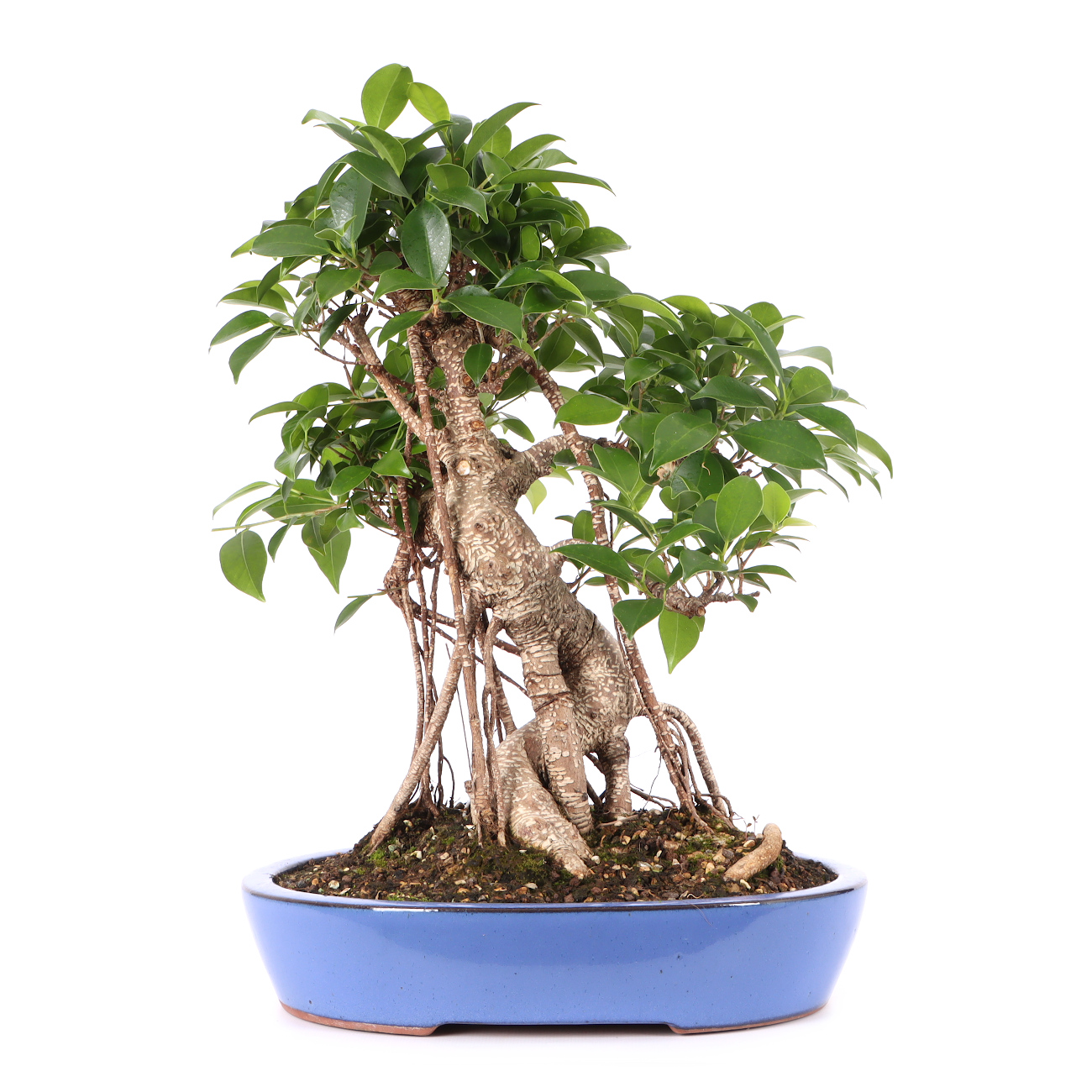 Ficus microcarpa 'Tiger Bark'