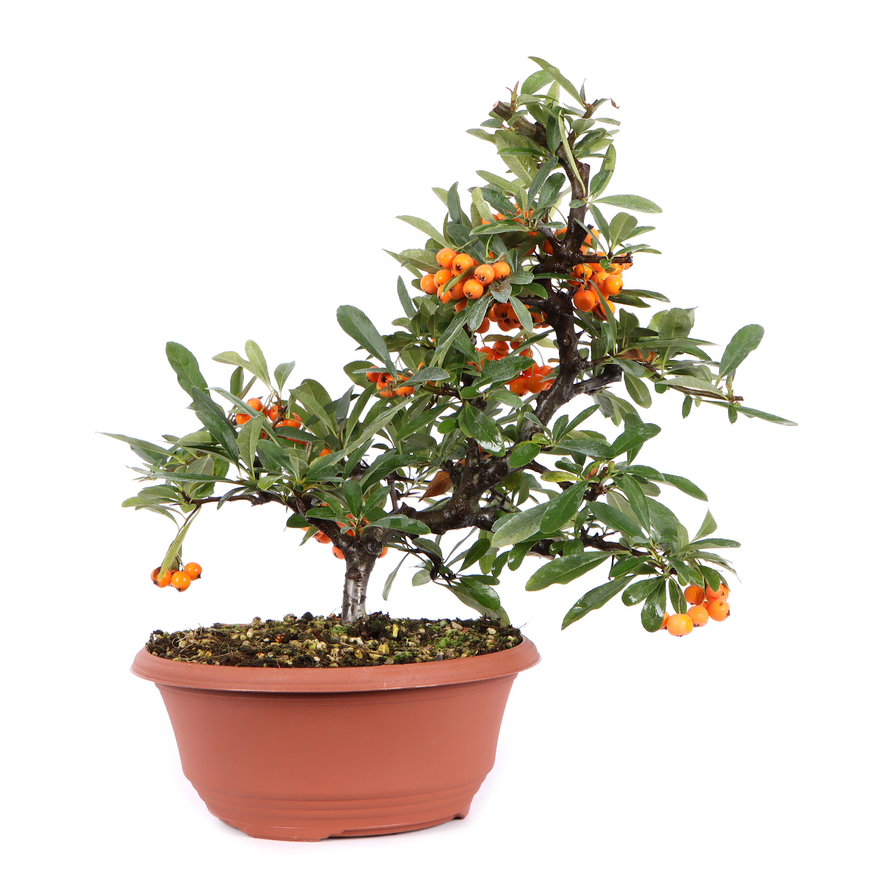 Pyracantha coccinea 'Orange Glow' | 1059-P-26-1730