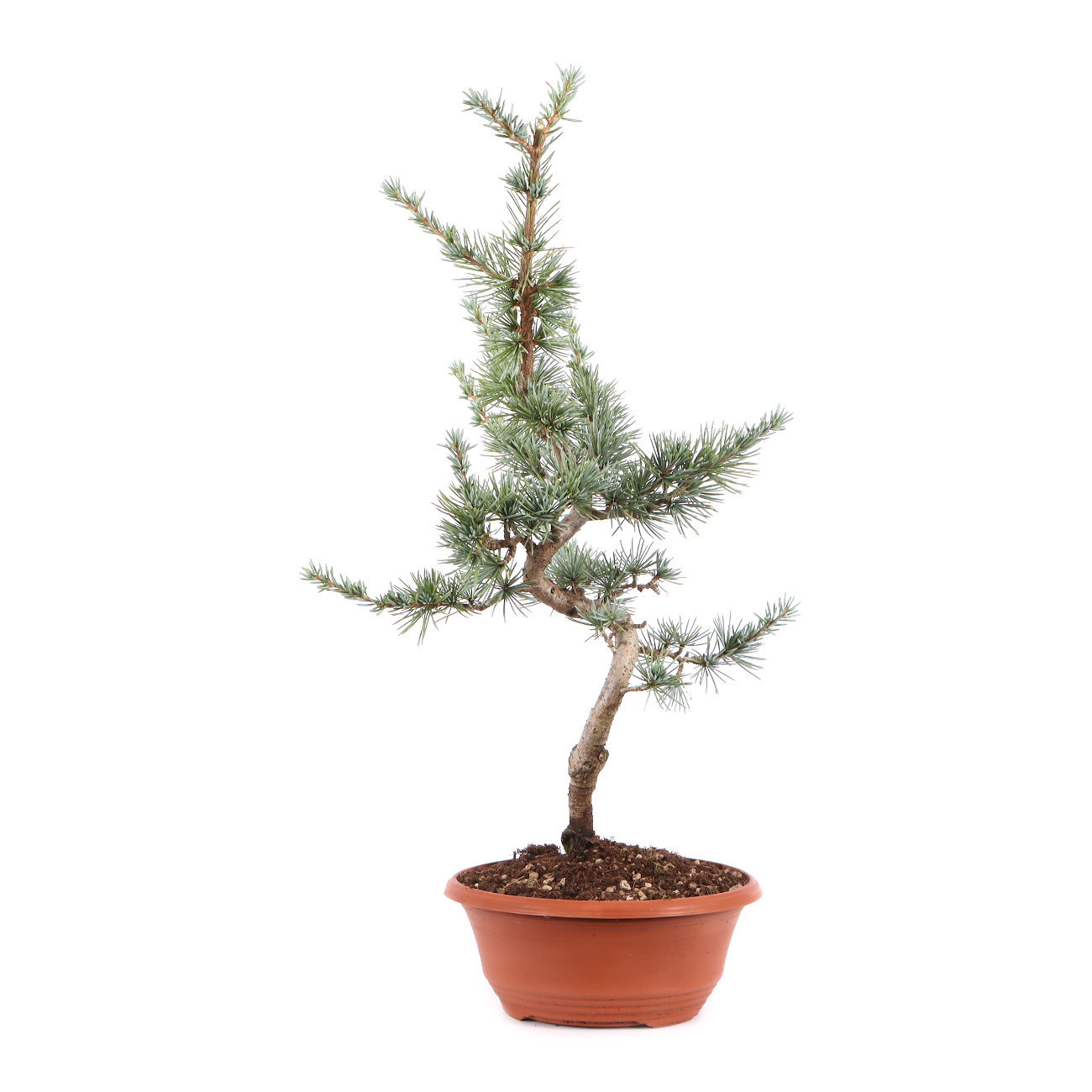Cedrus atlantica 'Glauca'