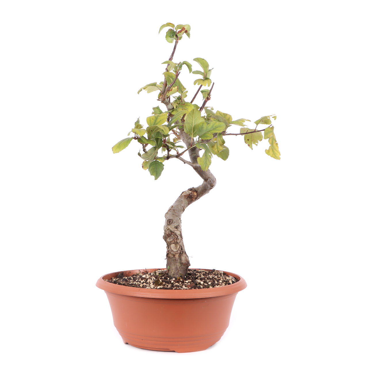 Malus toringo