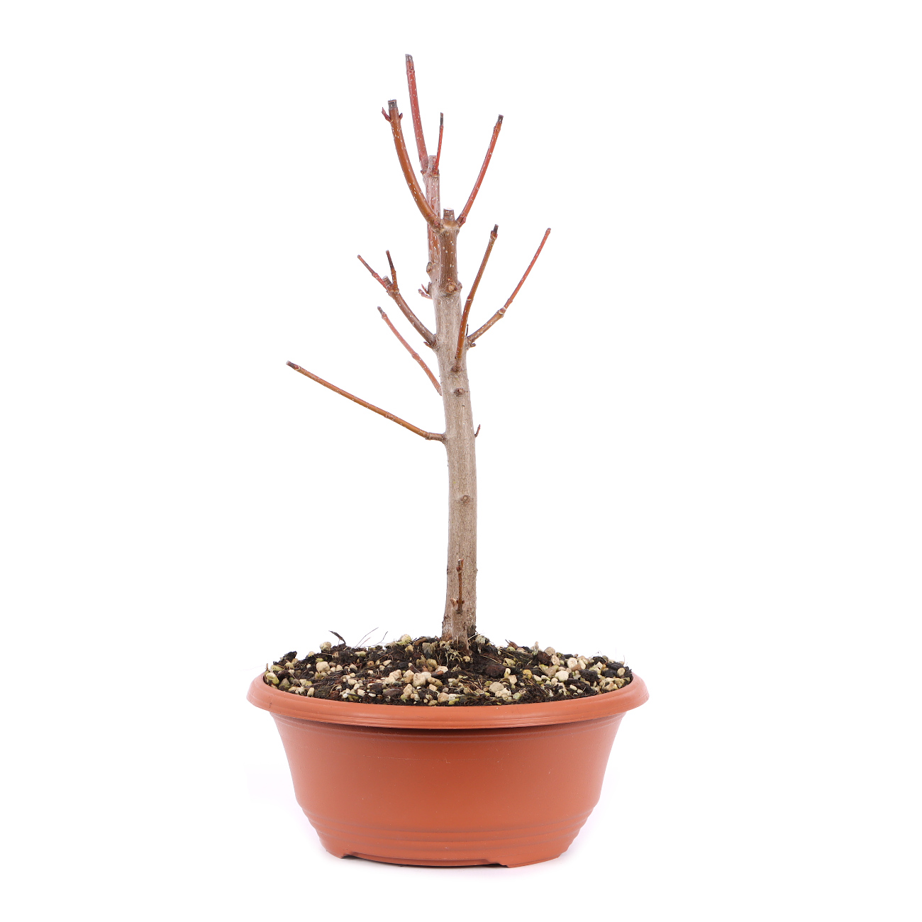 Seitenansicht rechts