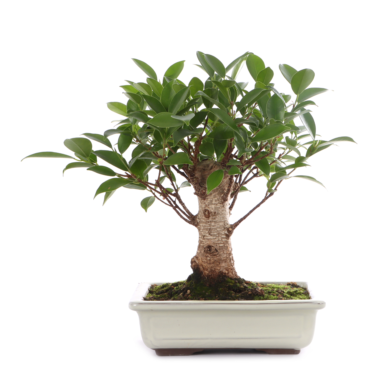 Ficus microcarpa 'Tiger Bark'
