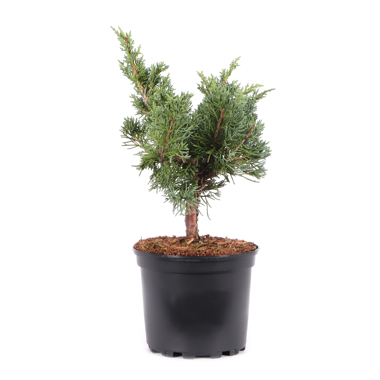 Juniperus chinensis ‘Blaauw‘