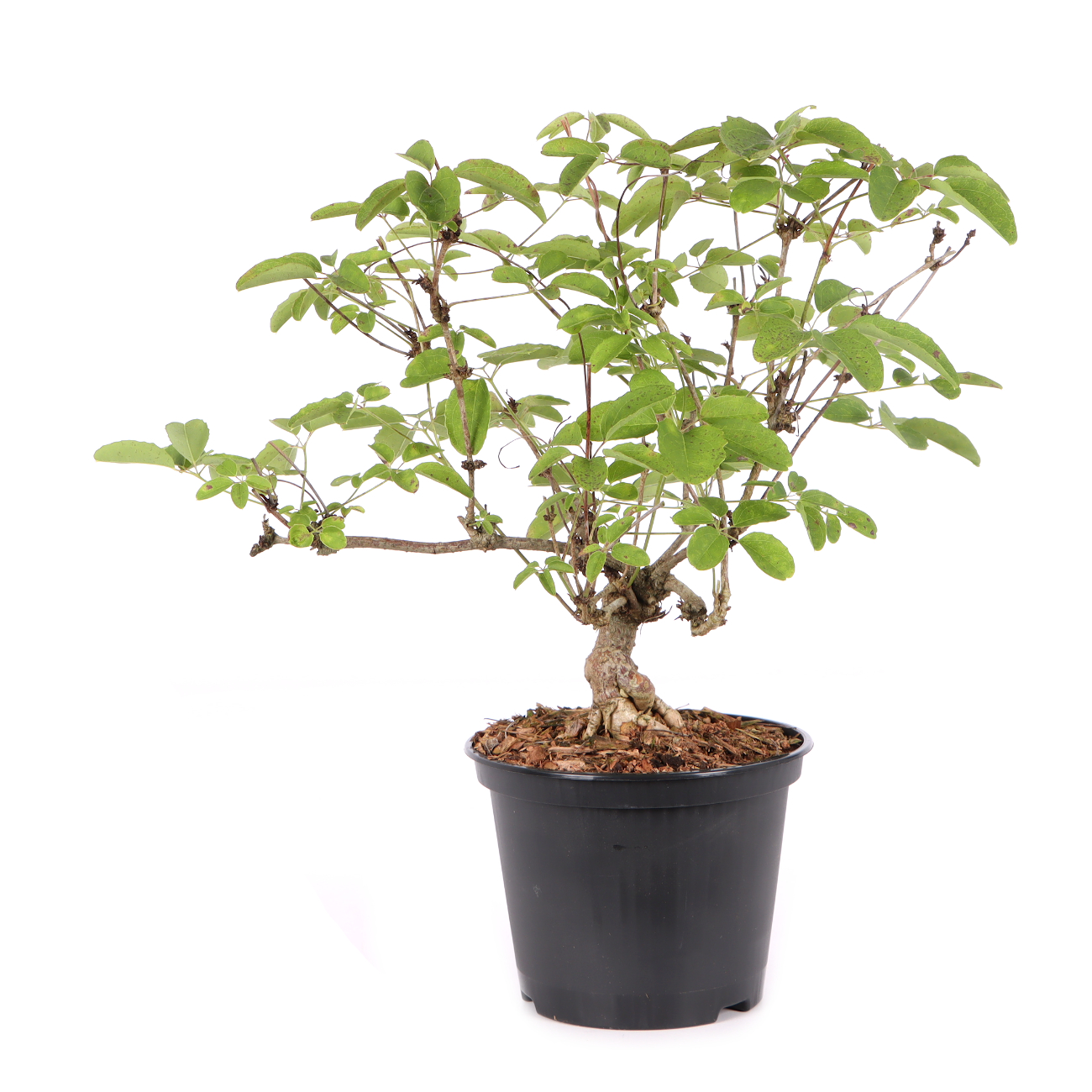 Akebia quinata