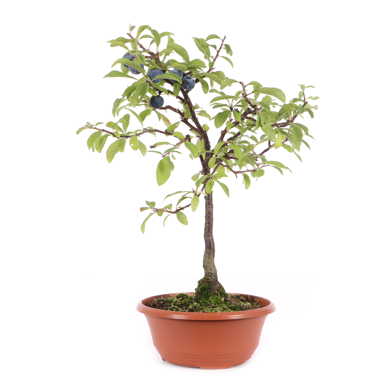 Prunus spinosa