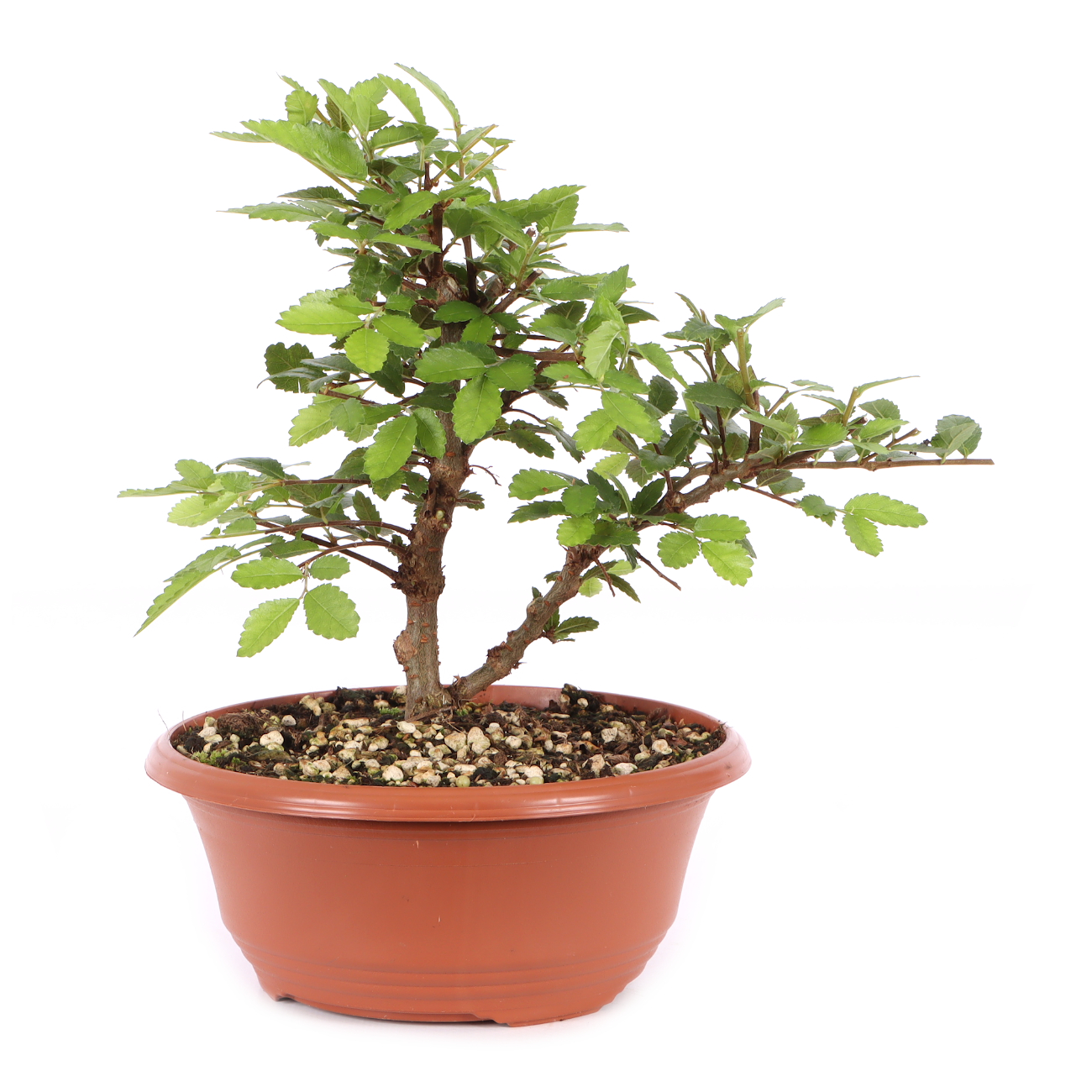 Ulmus japonica