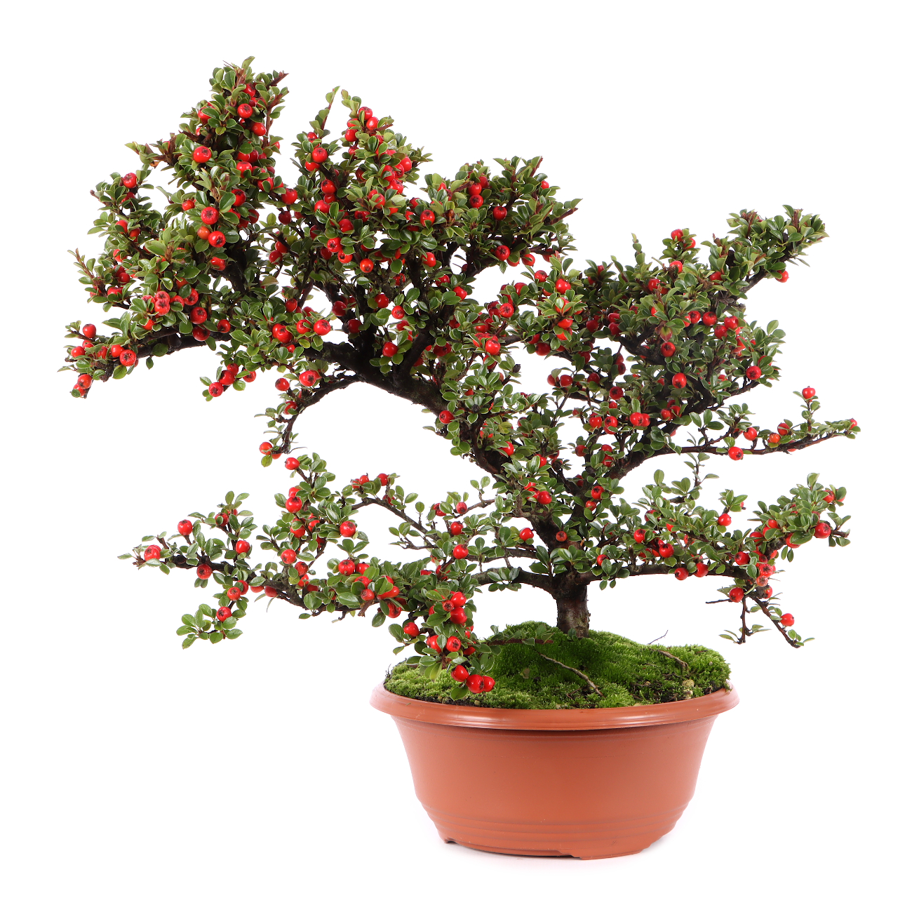 Cotoneaster praecox
