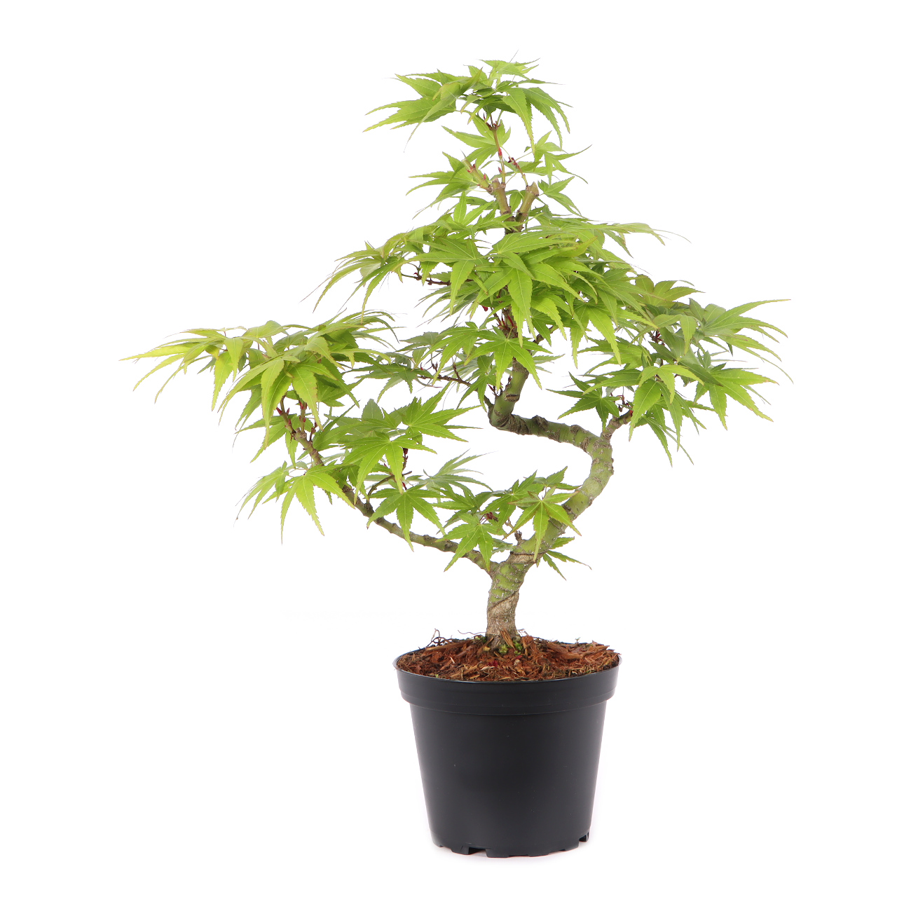 Acer palmatum 'Mikawa Yatsubusa'