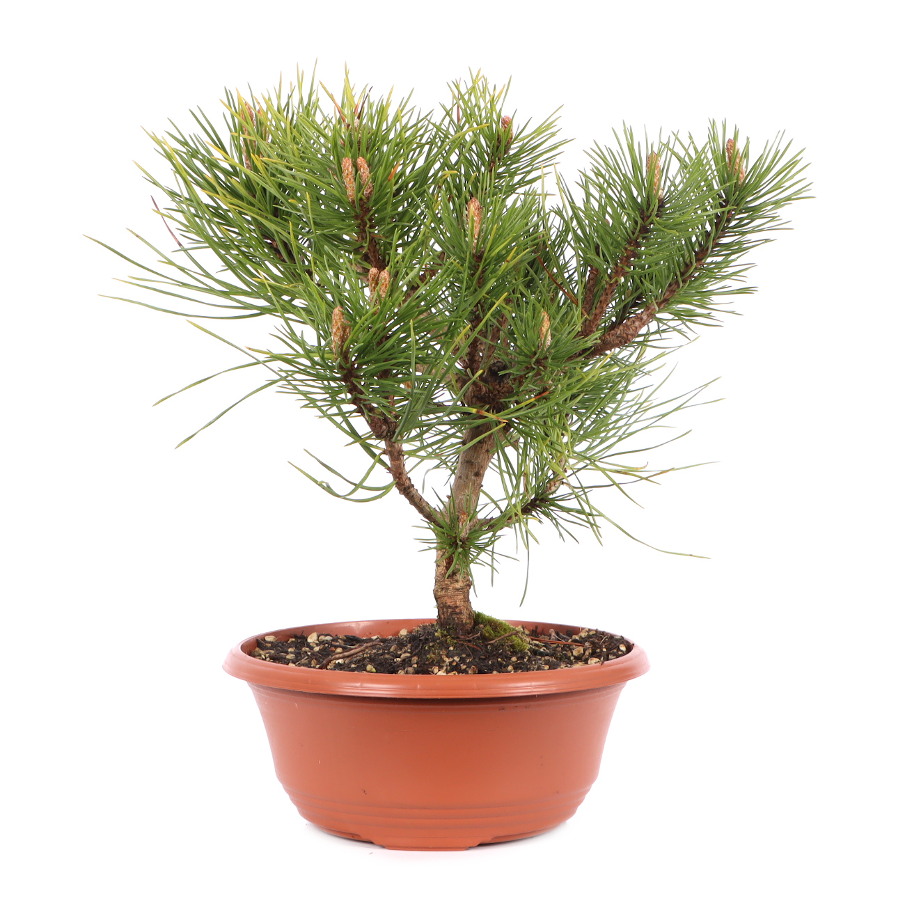 Pinus mugo subsp. uncinata