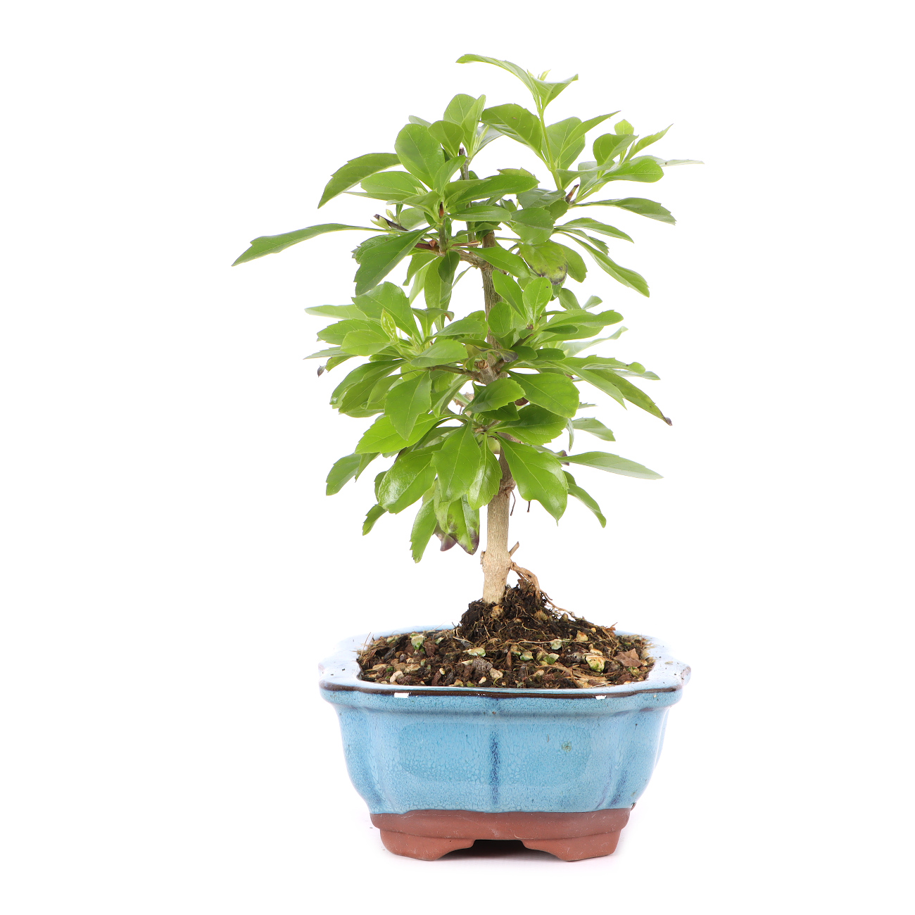 Duranta erecta