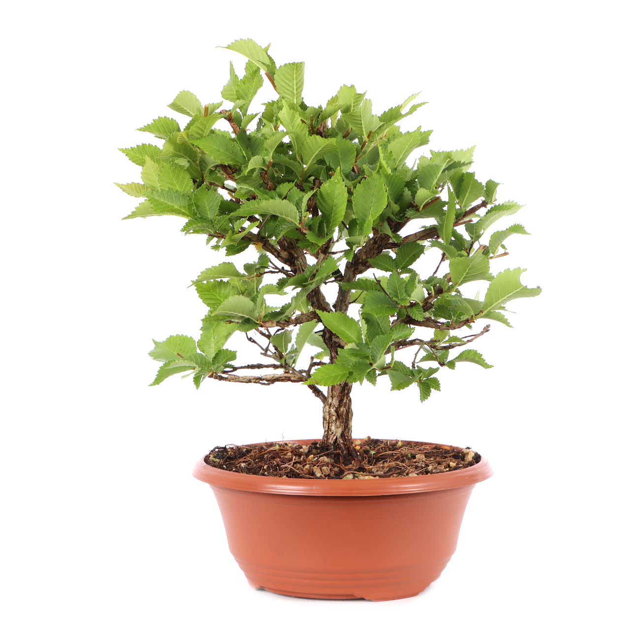 Ulmus minor var.