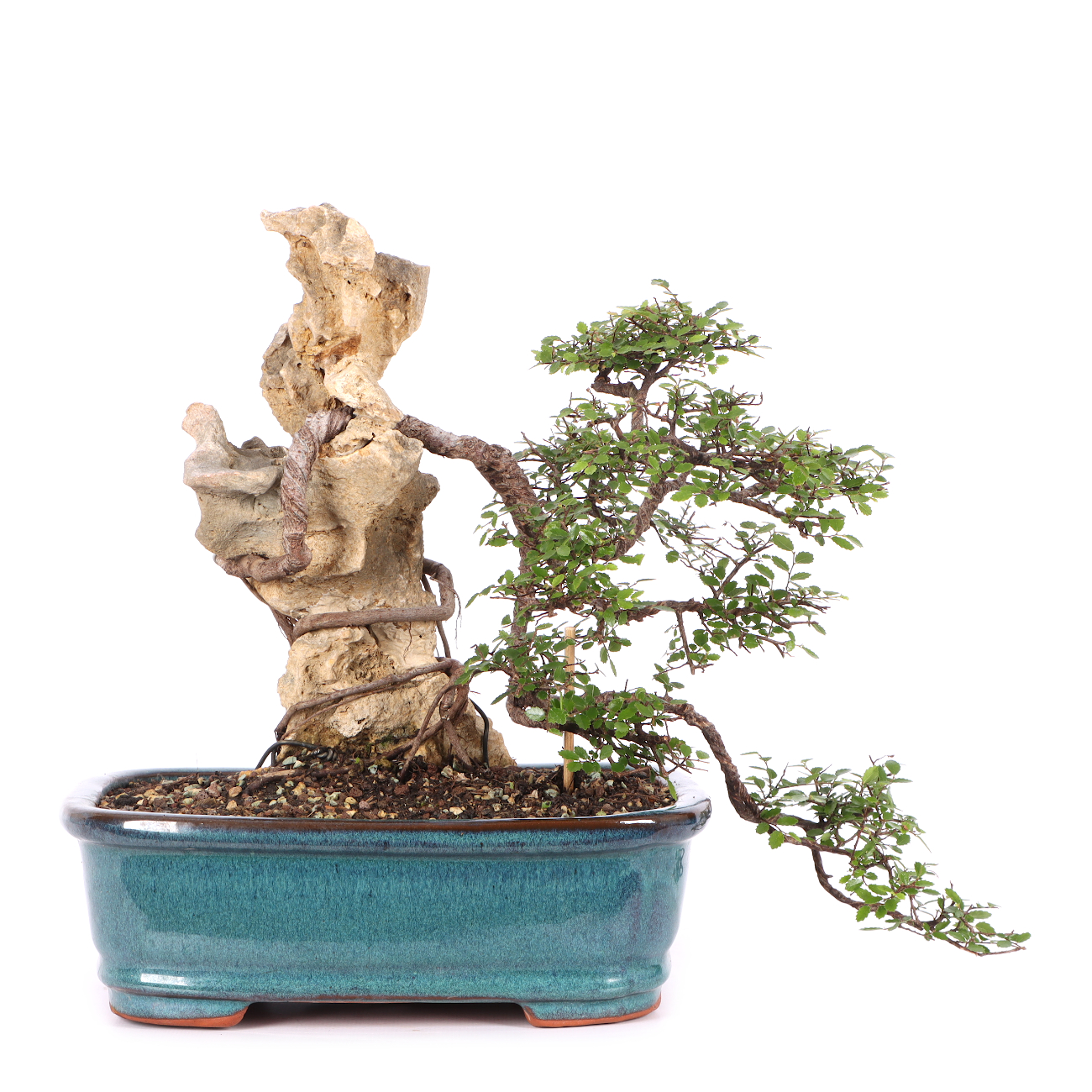 Ulmus parvifolia