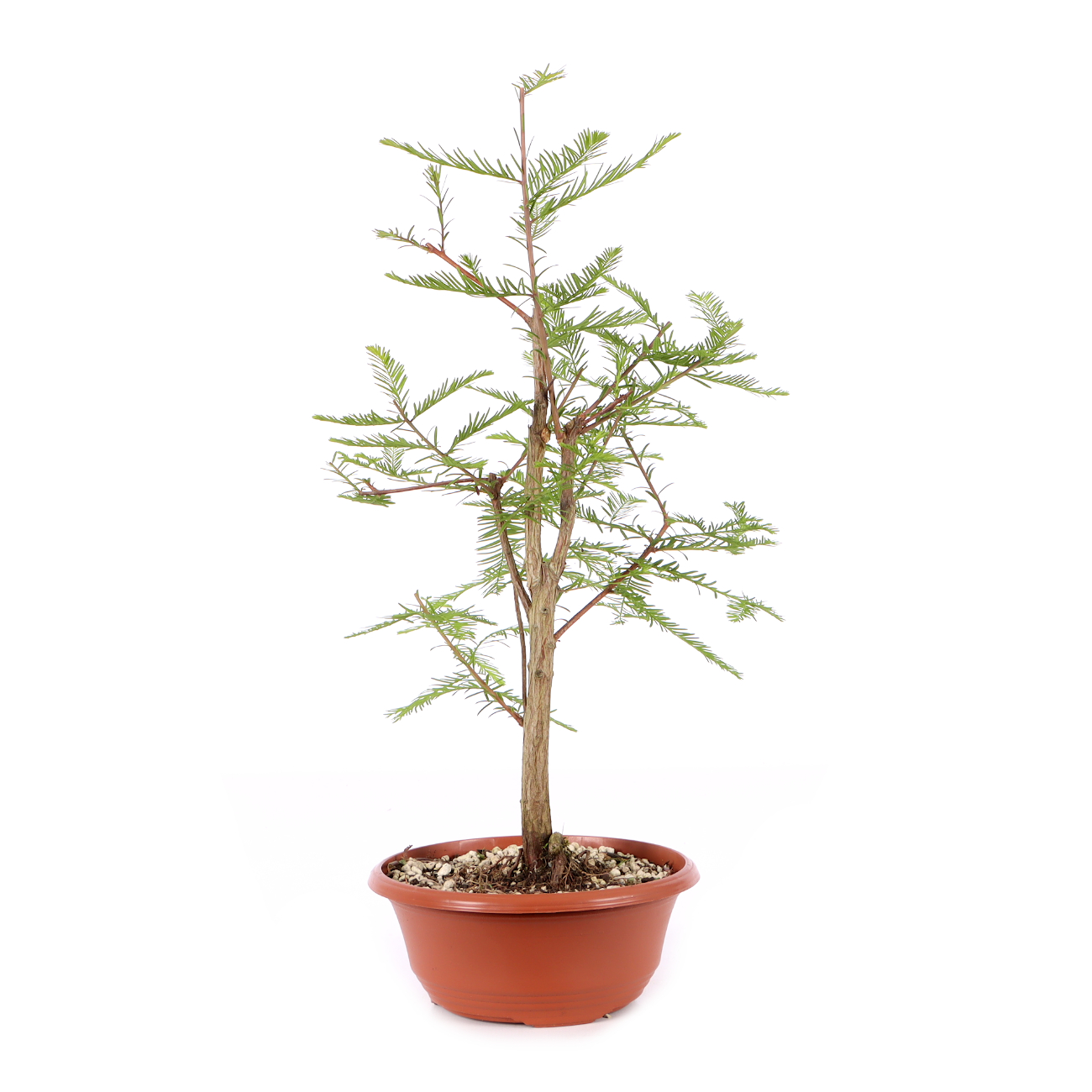 Taxodium distichum