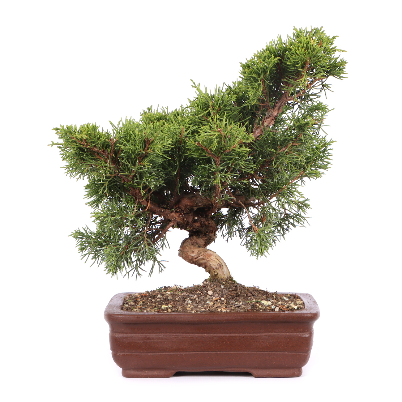 Juniperus chinensis 'Itoigawa'