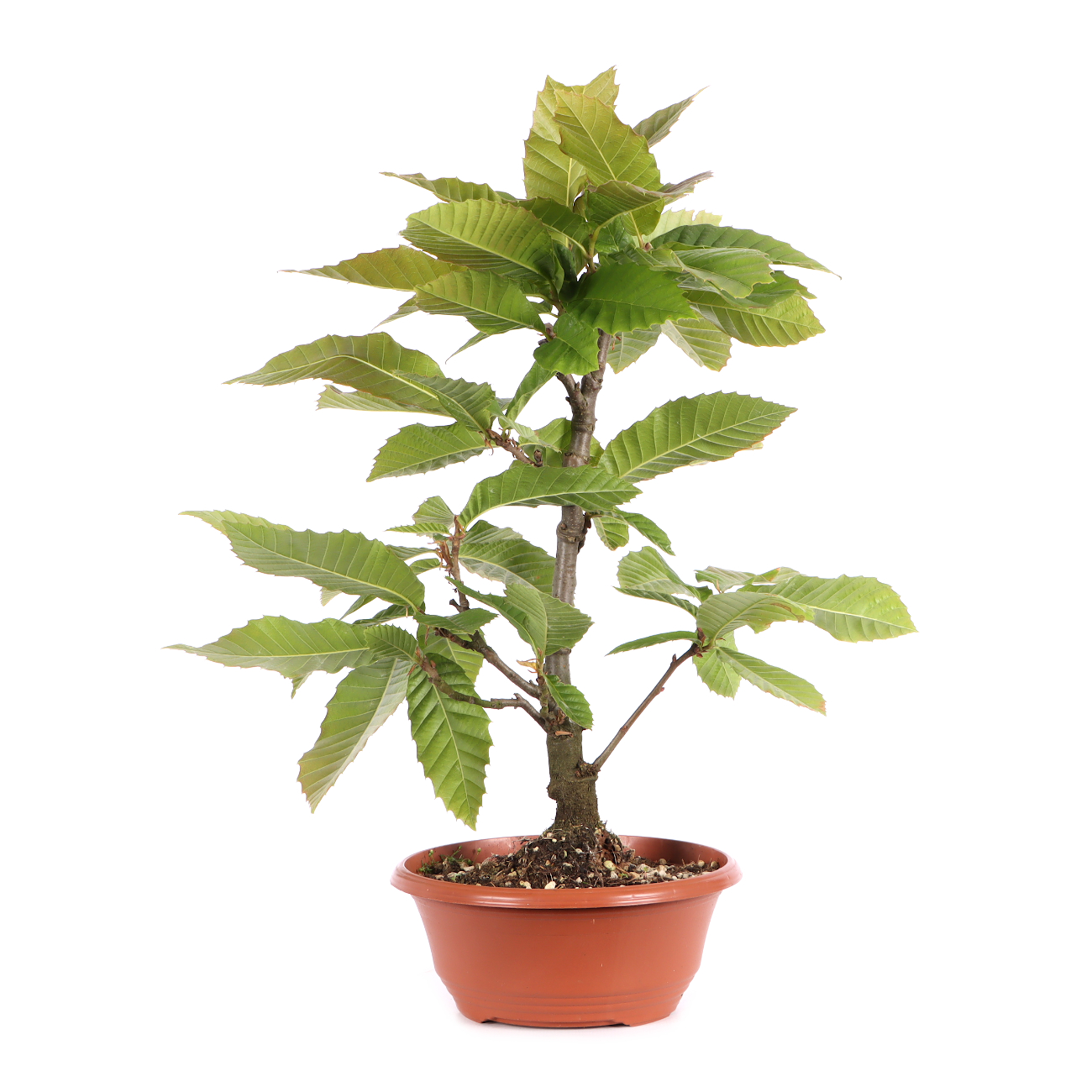Castanea sativa