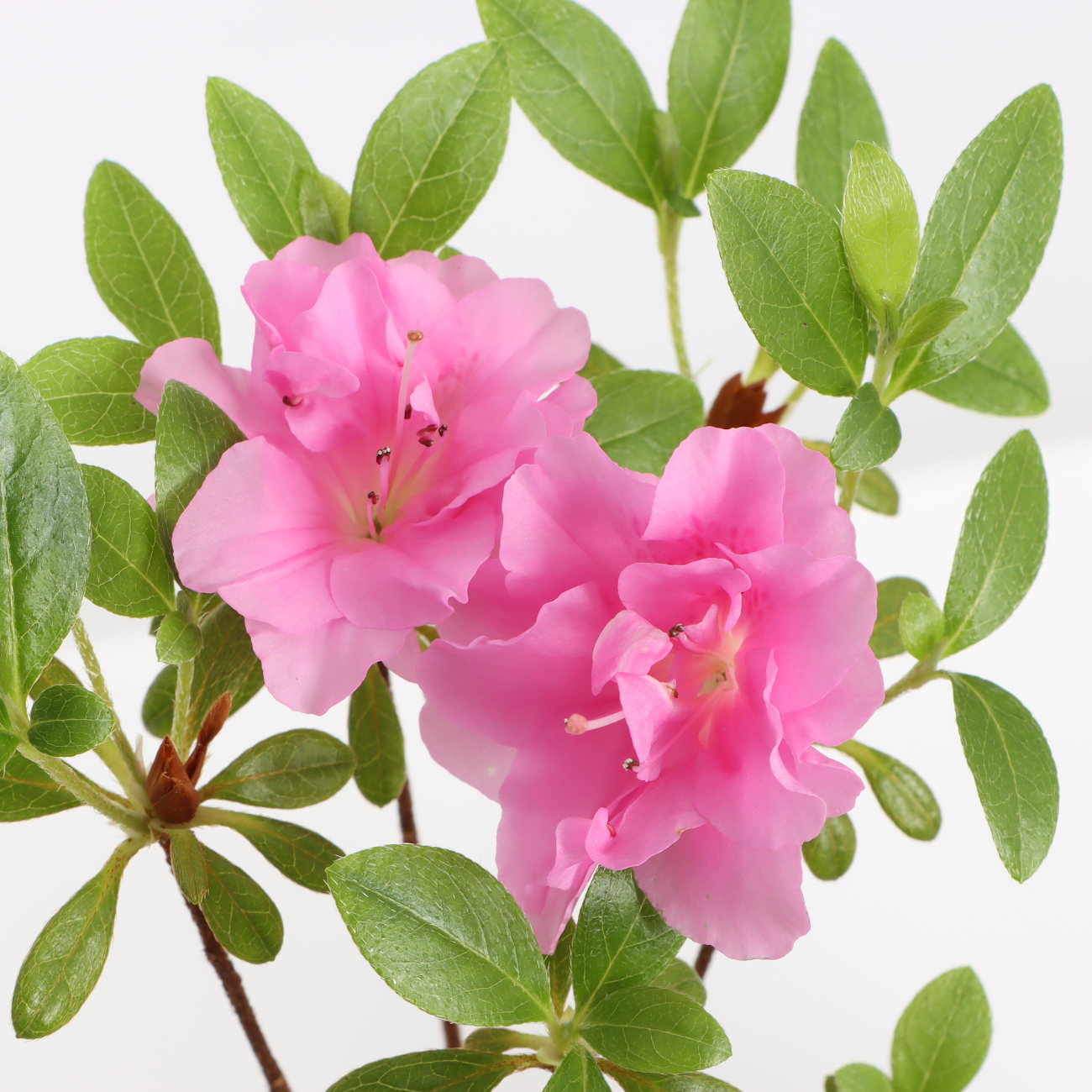 Blüte