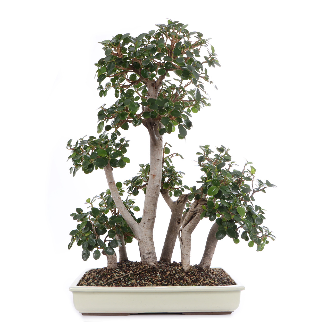 Ficus microcarpa 'Shiny'