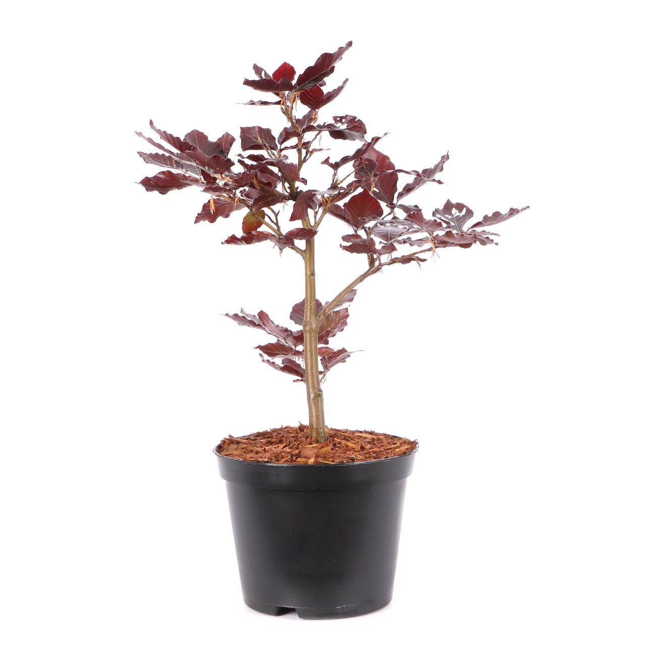 Fagus sylvatica f. purpurea