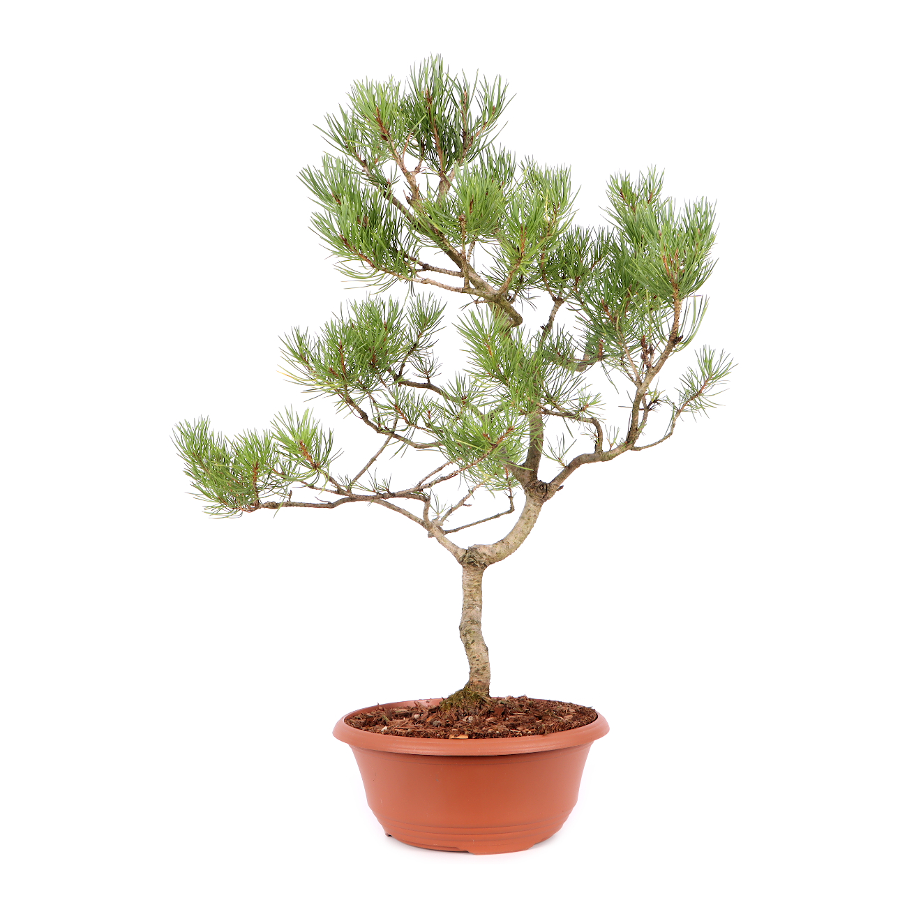 Pinus sylvestris
