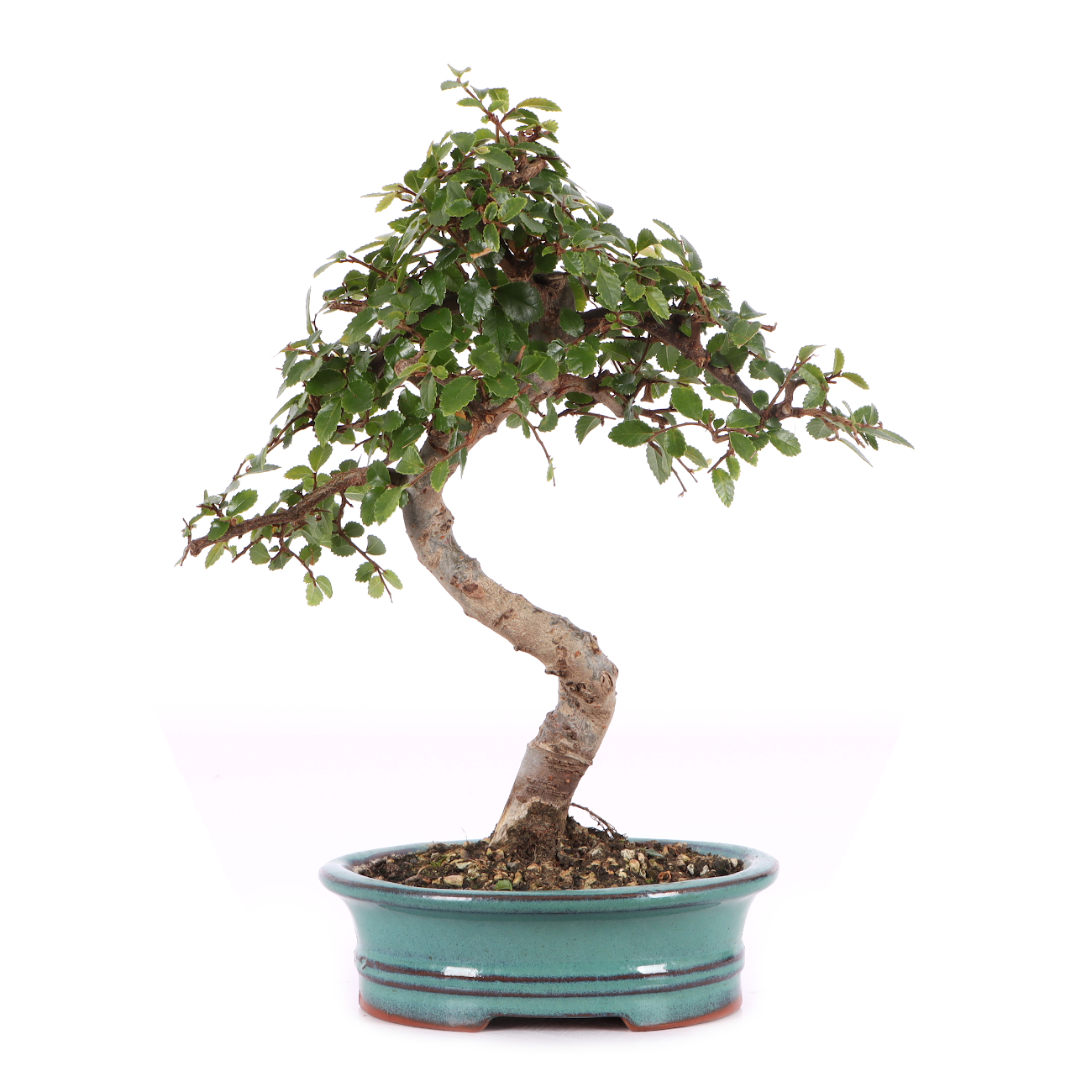 Ulmus parvifolia