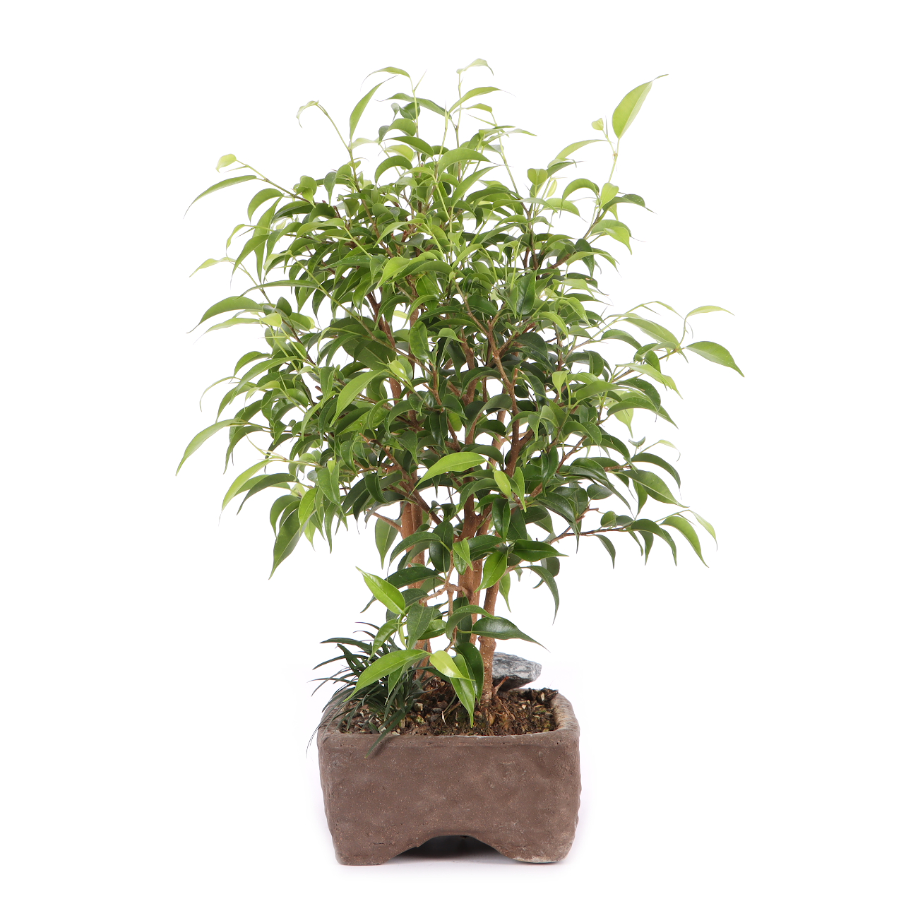 Ficus benjamina 'Natasja'