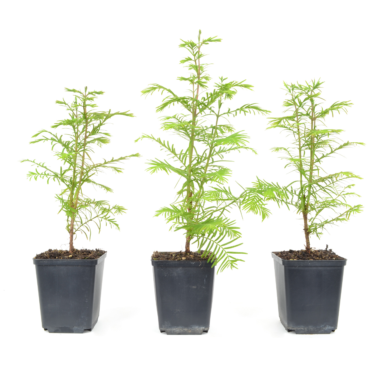 Metasequoia glyptostroboides