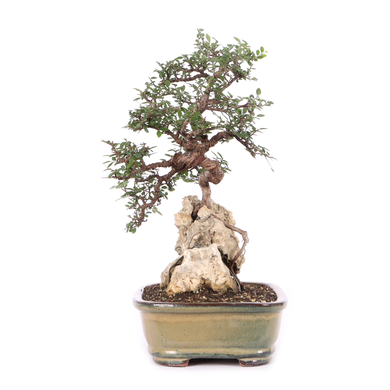 Ulmus parvifolia