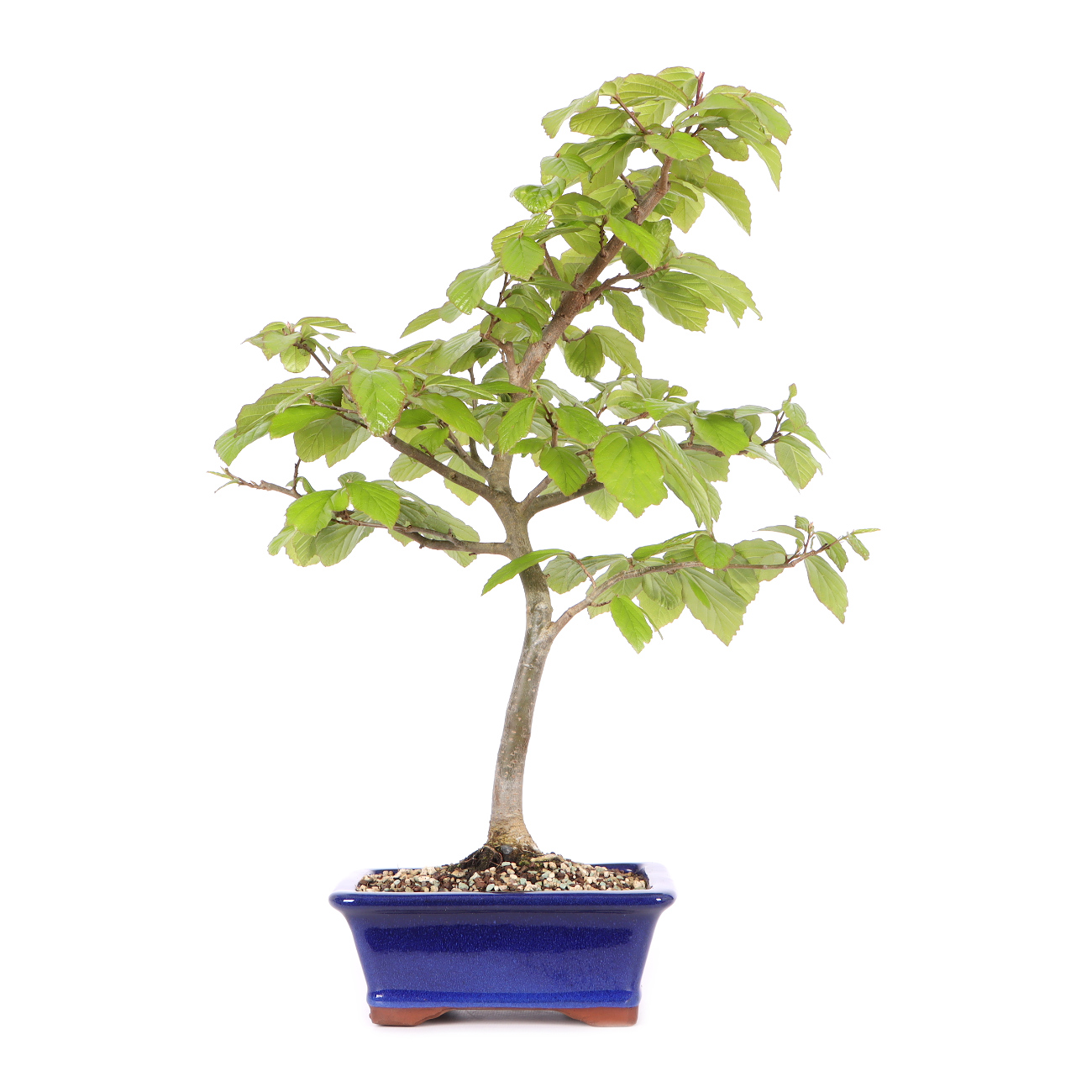 Parrotia persica 'Vanessa'