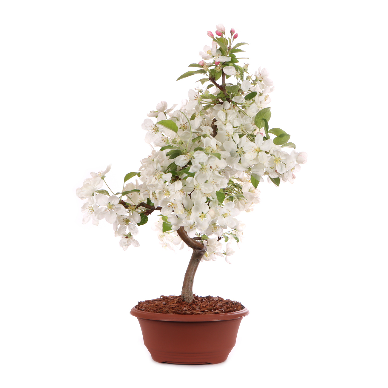 Seitenansicht rechts