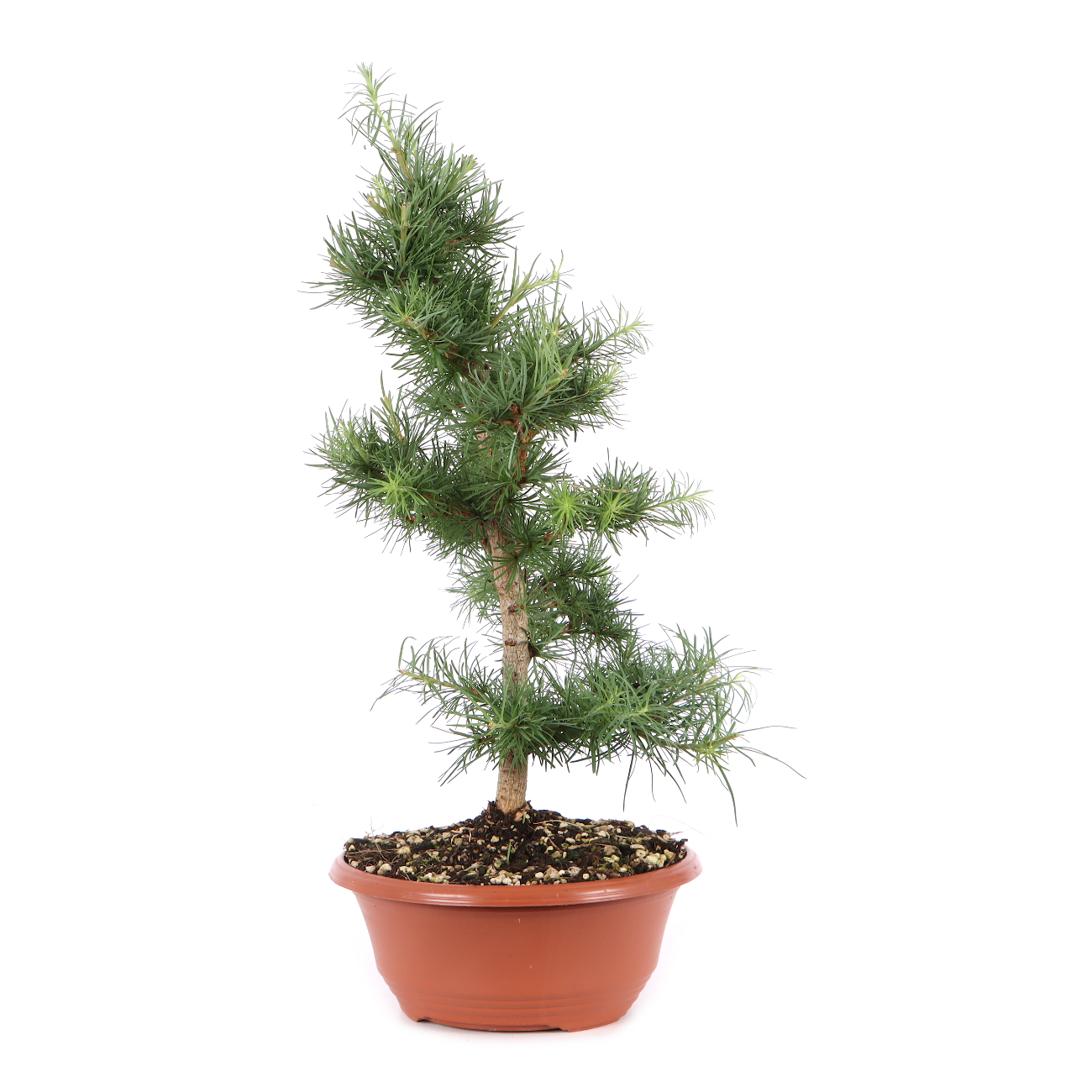 Larix kaempferi