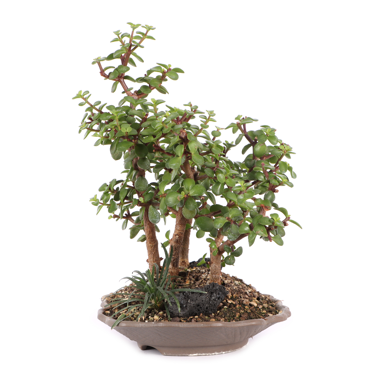 Portulacaria afra