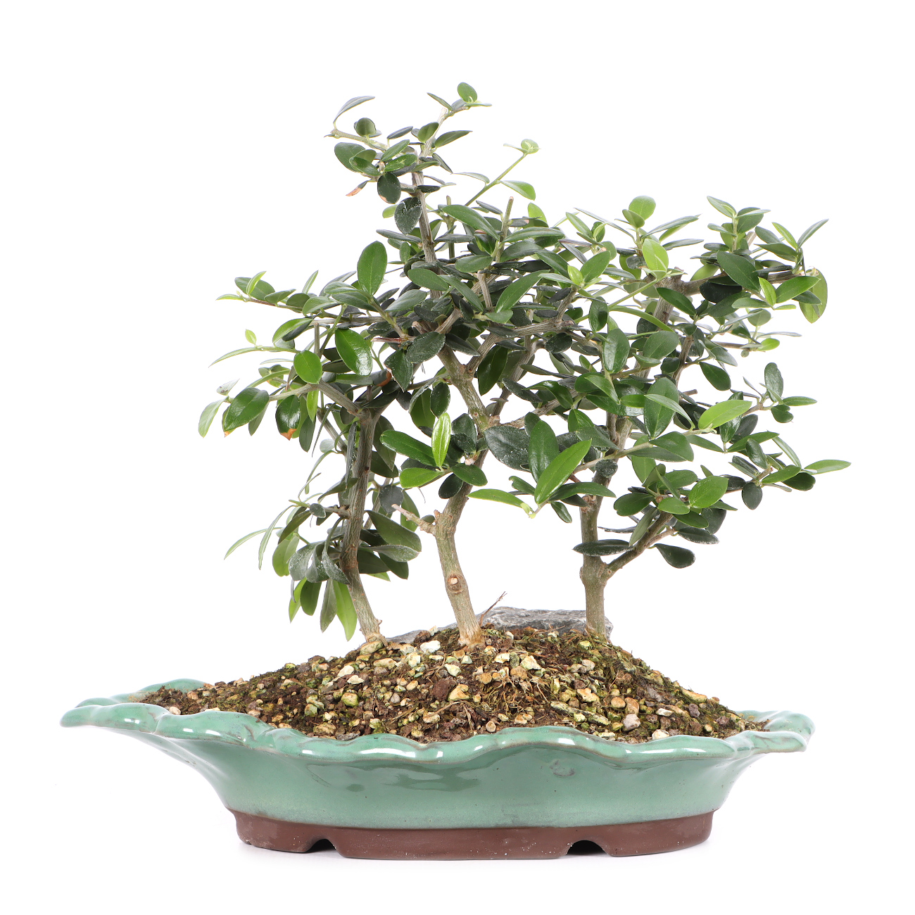 Olea europaea subsp. sylvestris