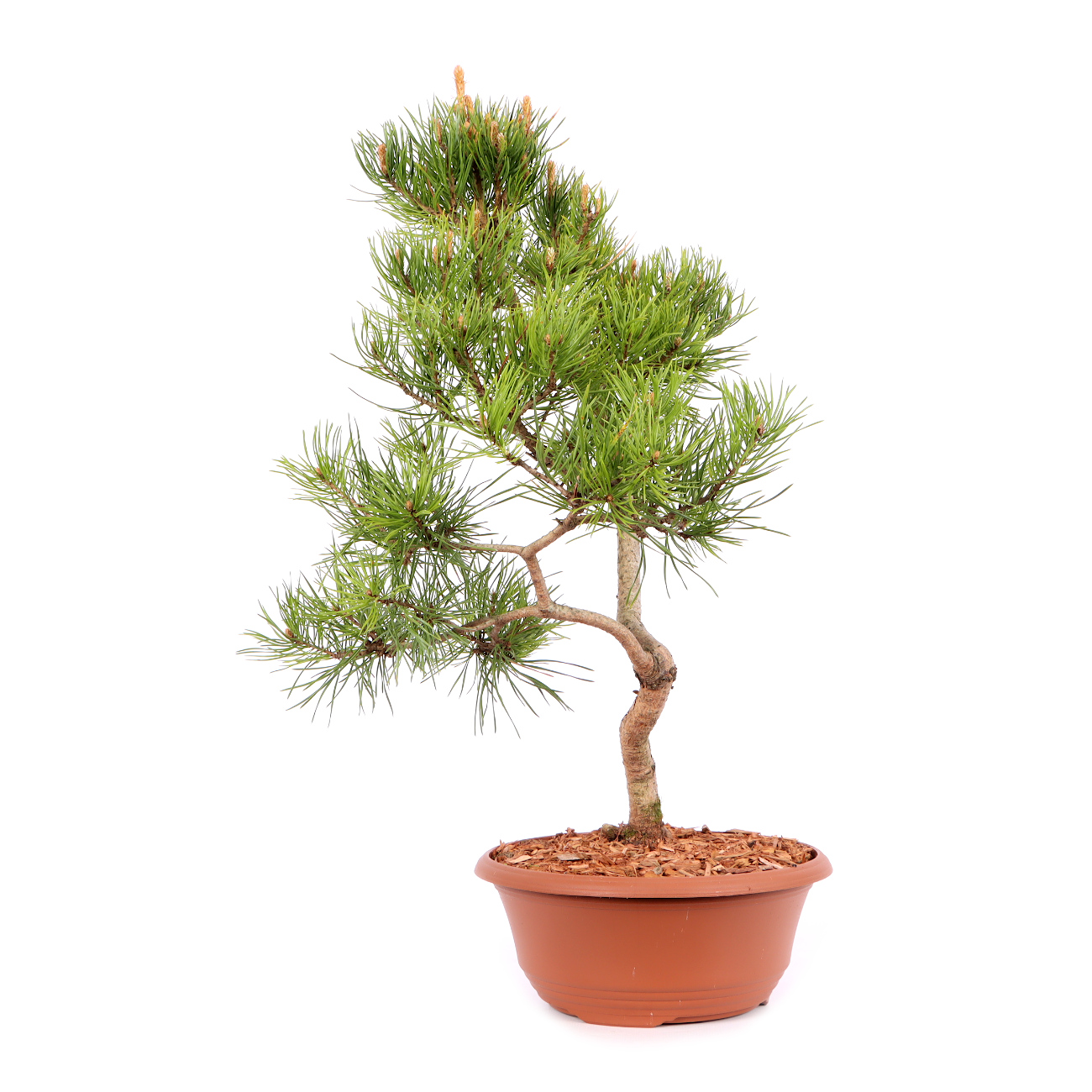 Pinus sylvestris