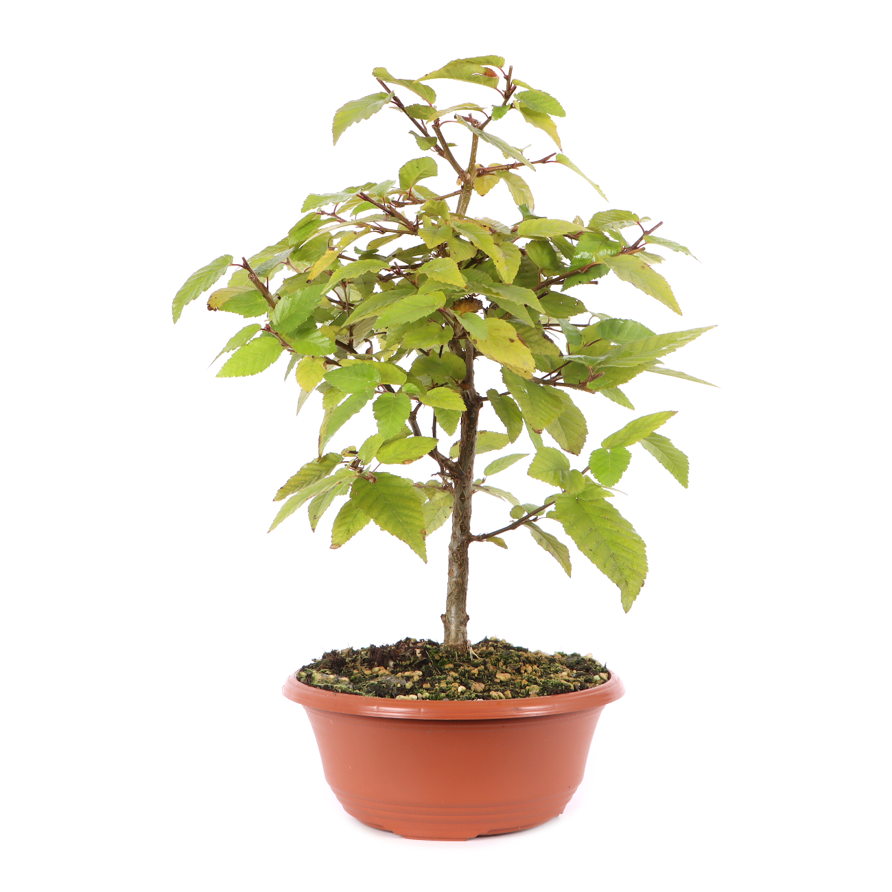 Carpinus turczaninowii