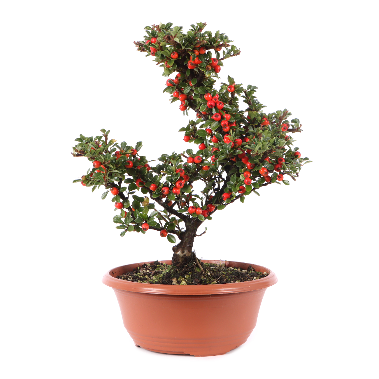 Cotoneaster praecox
