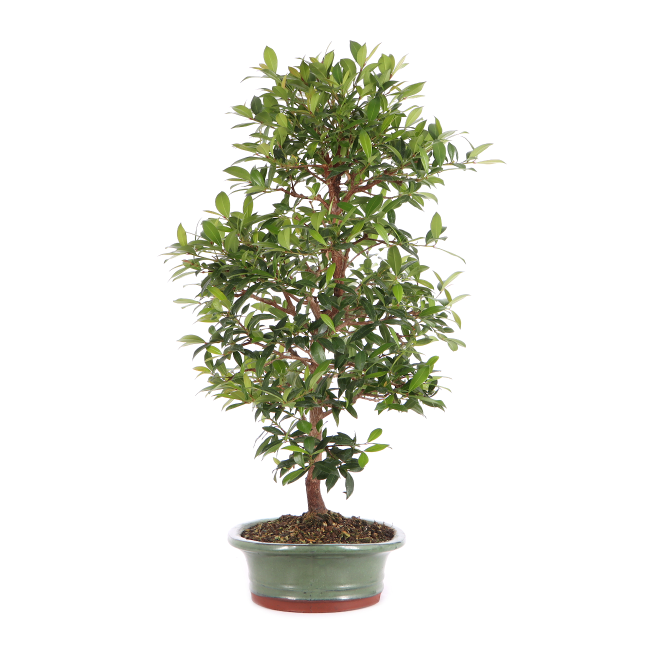 Syzygium paniculatum