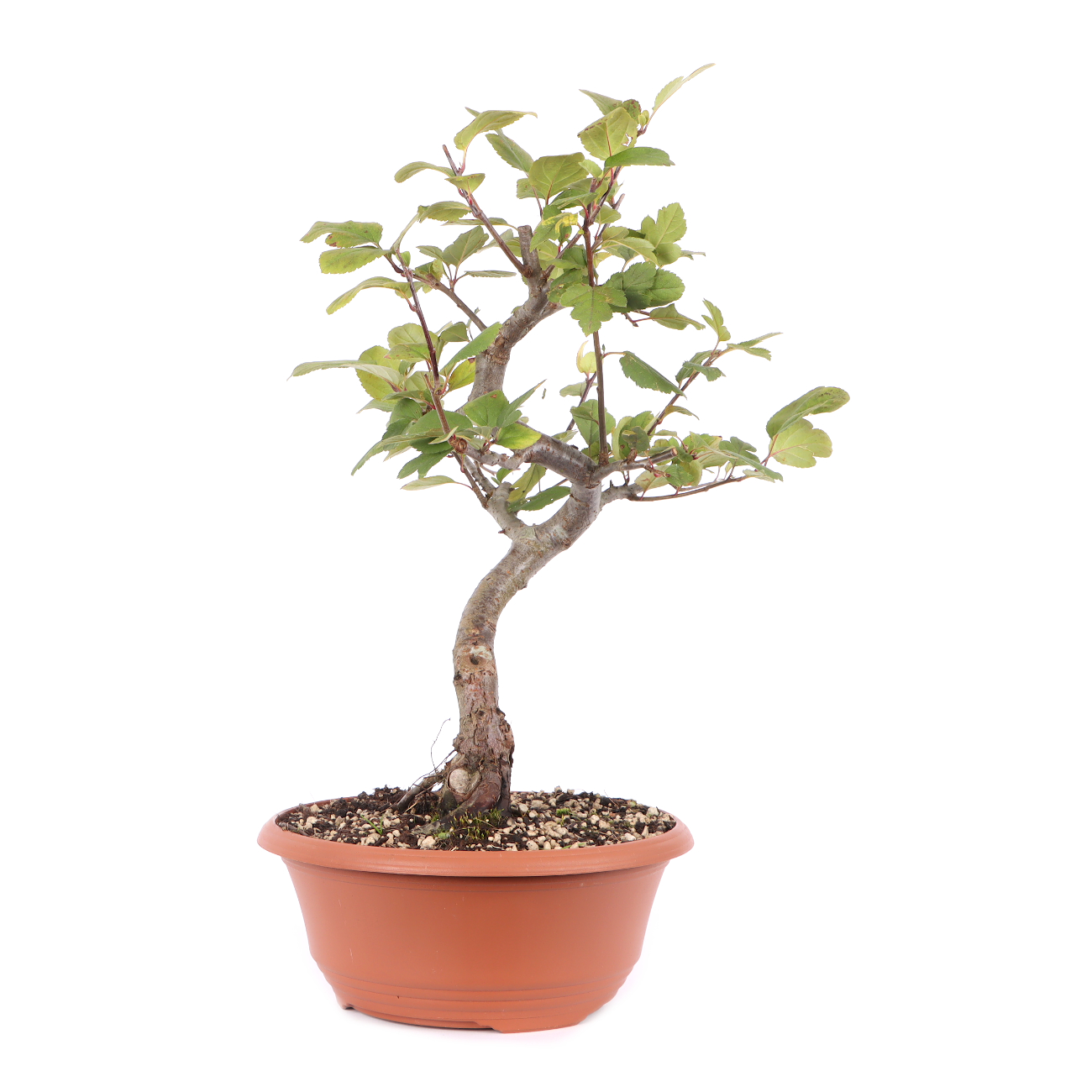 Malus toringo