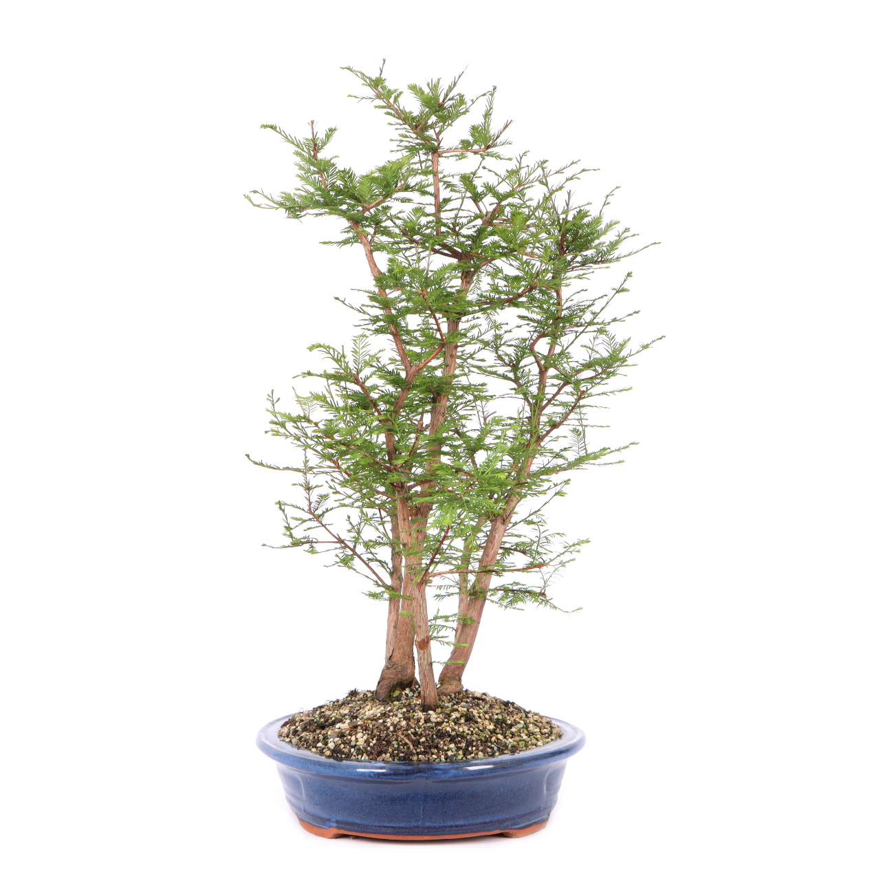 Seitenansicht rechts