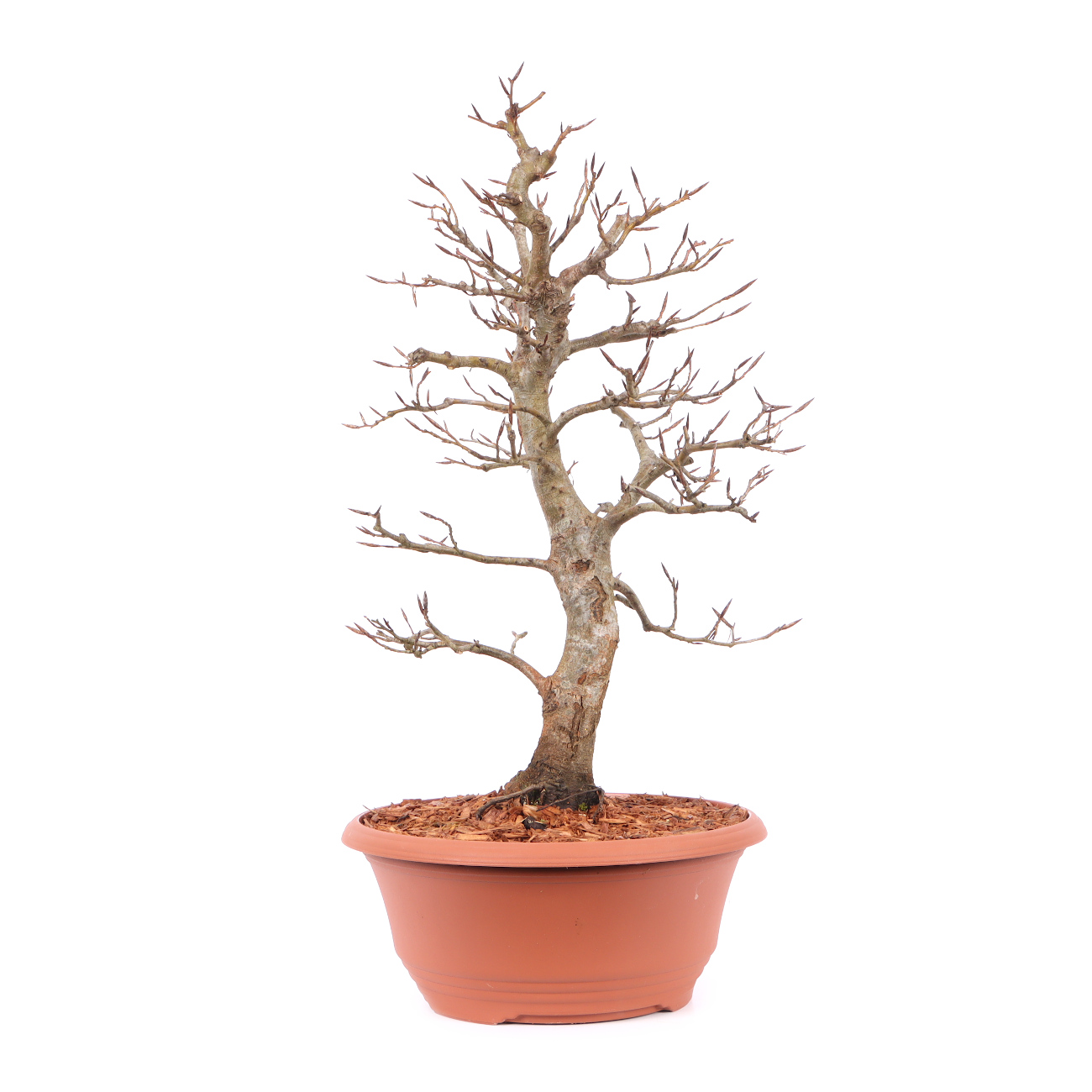 Fagus sylvatica f. purpurea