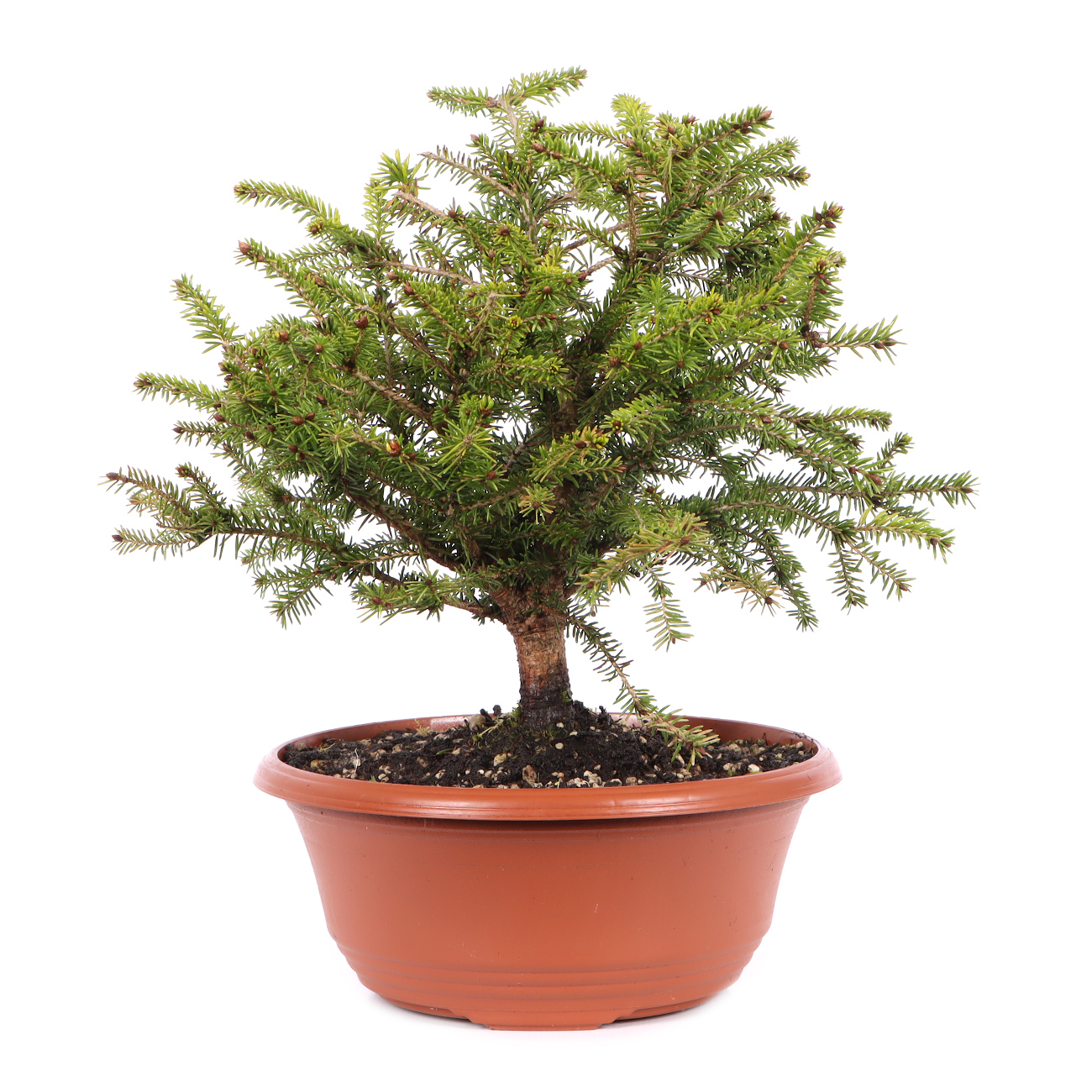 Picea abies 'Nidiformis'