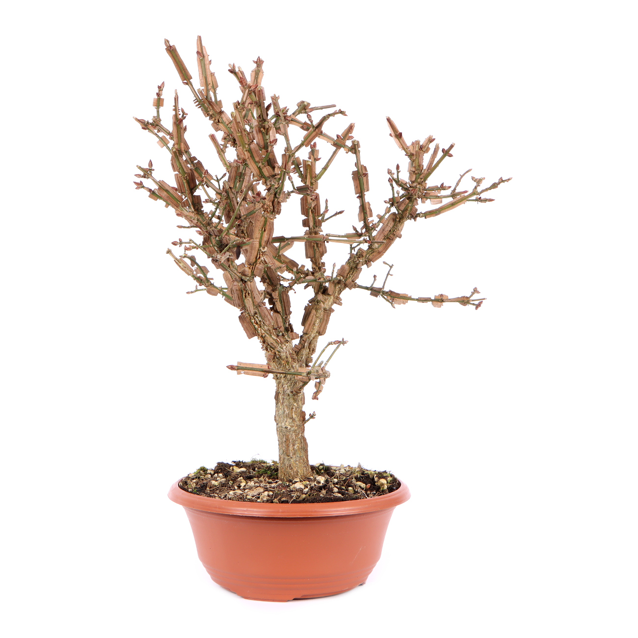 Seitenansicht rechts