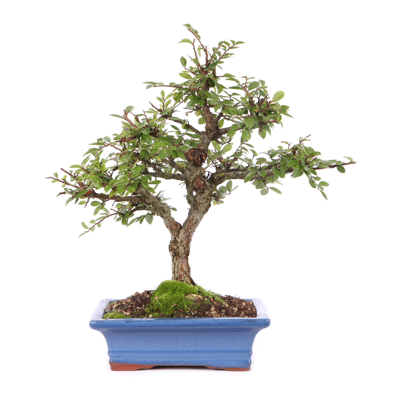 Ulmus japonica