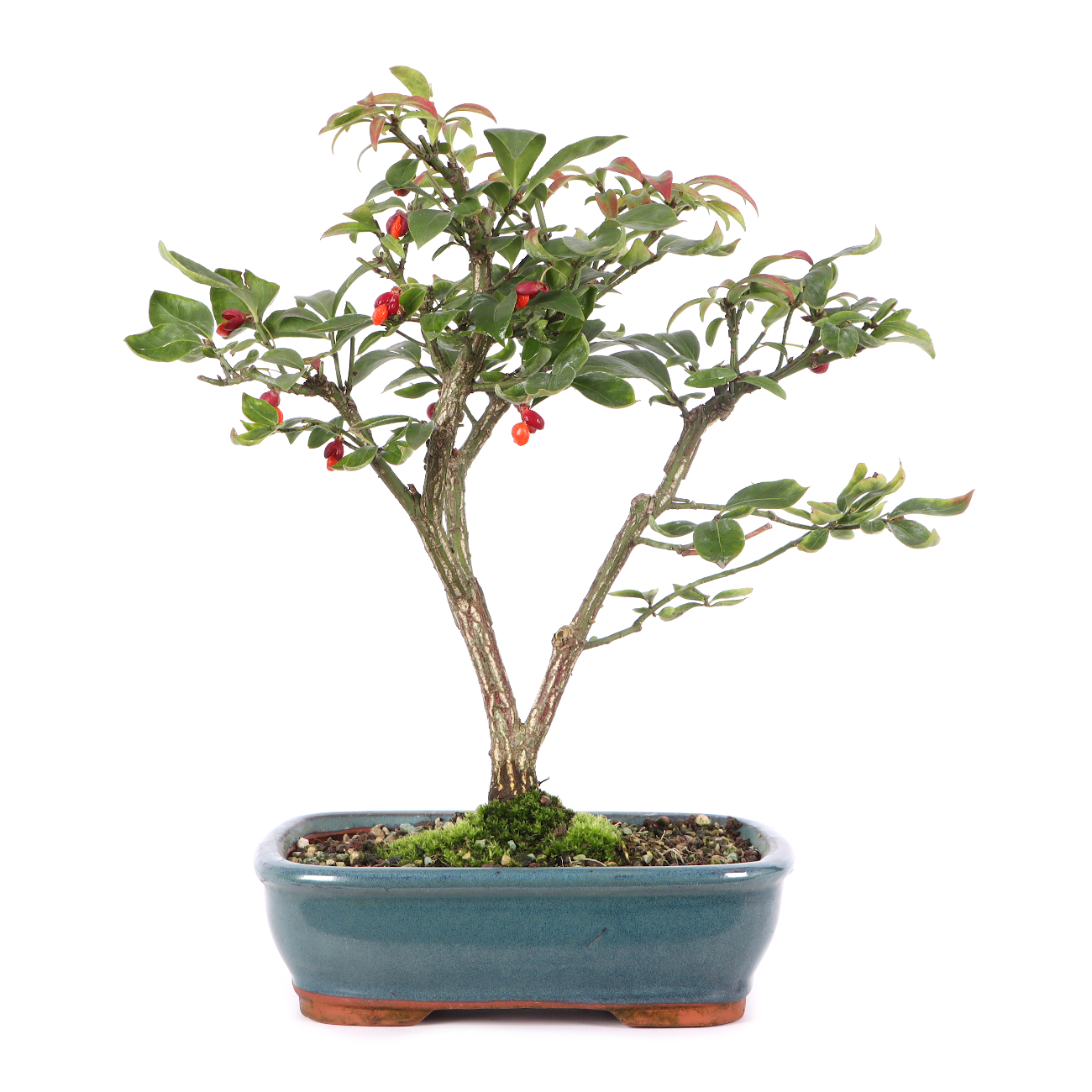 Euonymus alatus 'Compactus'